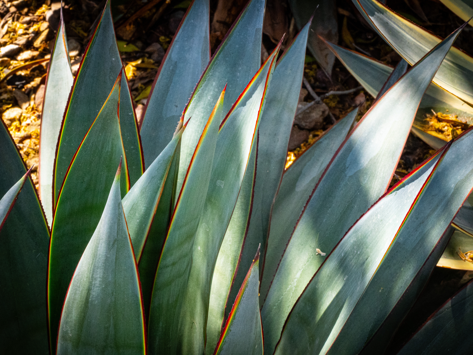 Auto-generated description: Sharp, pointed green leaves with red edges create an overlapping pattern on the forest floor.