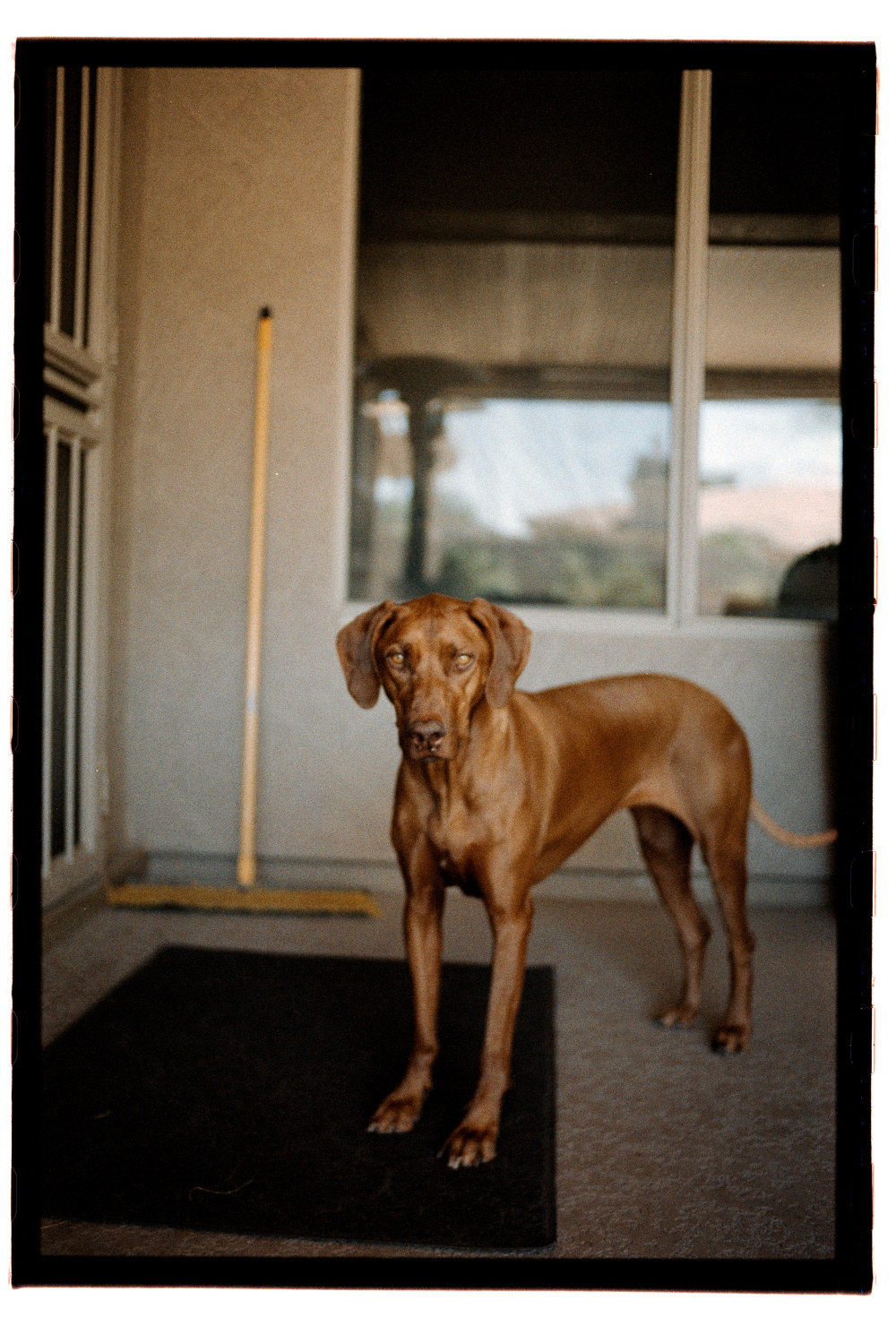 A brown dog is standing on a black mat in front of a window and a broom leaning against the wall.
