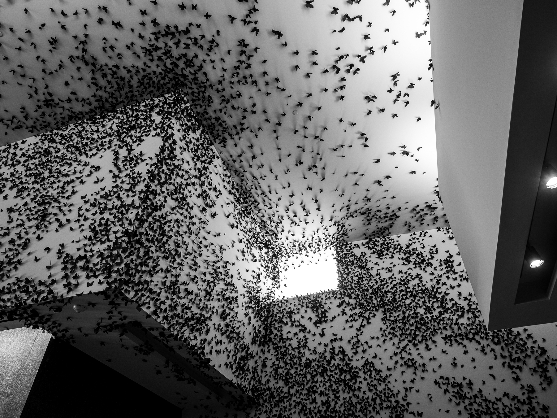 Auto-generated description: Countless black birds fill the ceiling and walls of a brightly lit architectural space.