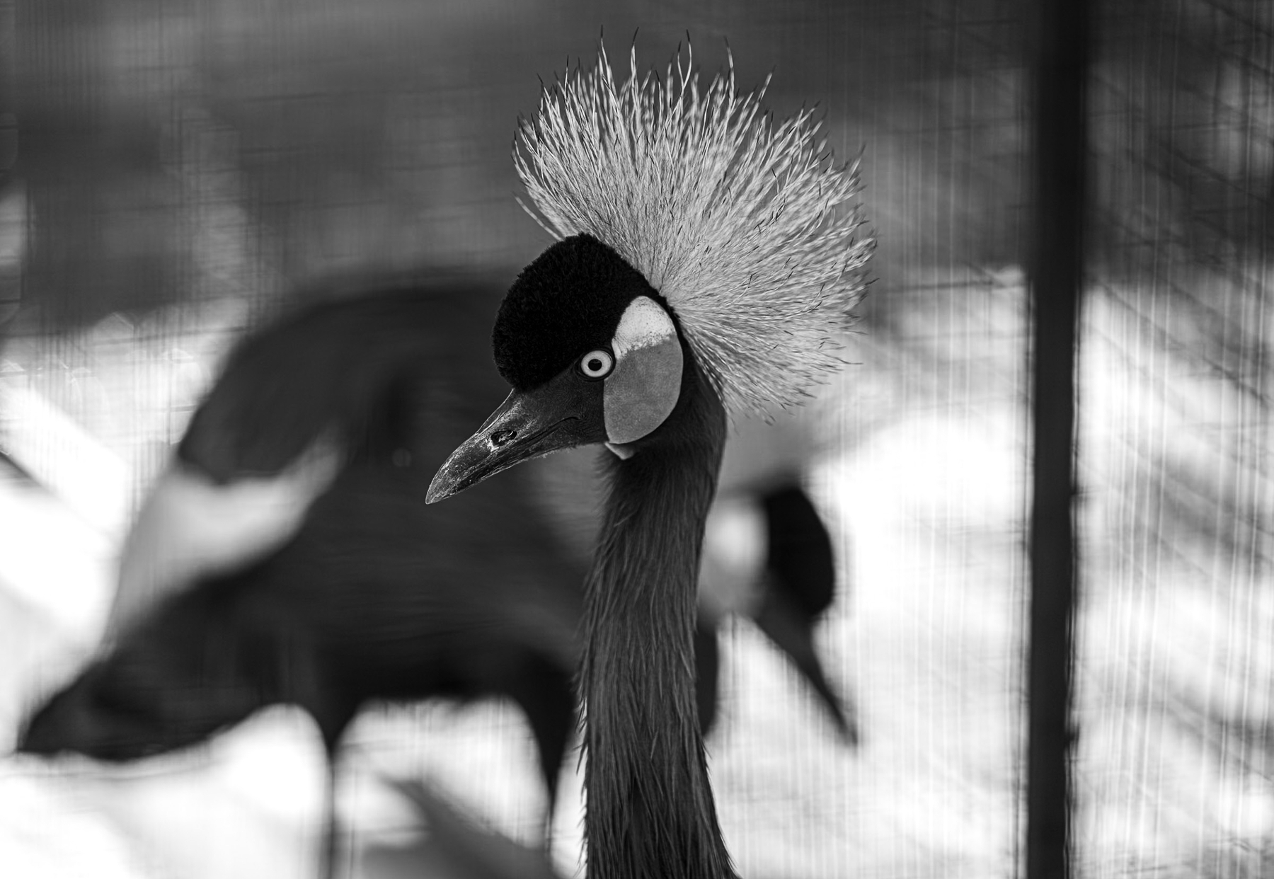 Auto-generated description: A close-up of a crowned crane with its distinct plume of feathers on its head is captured in black and white.