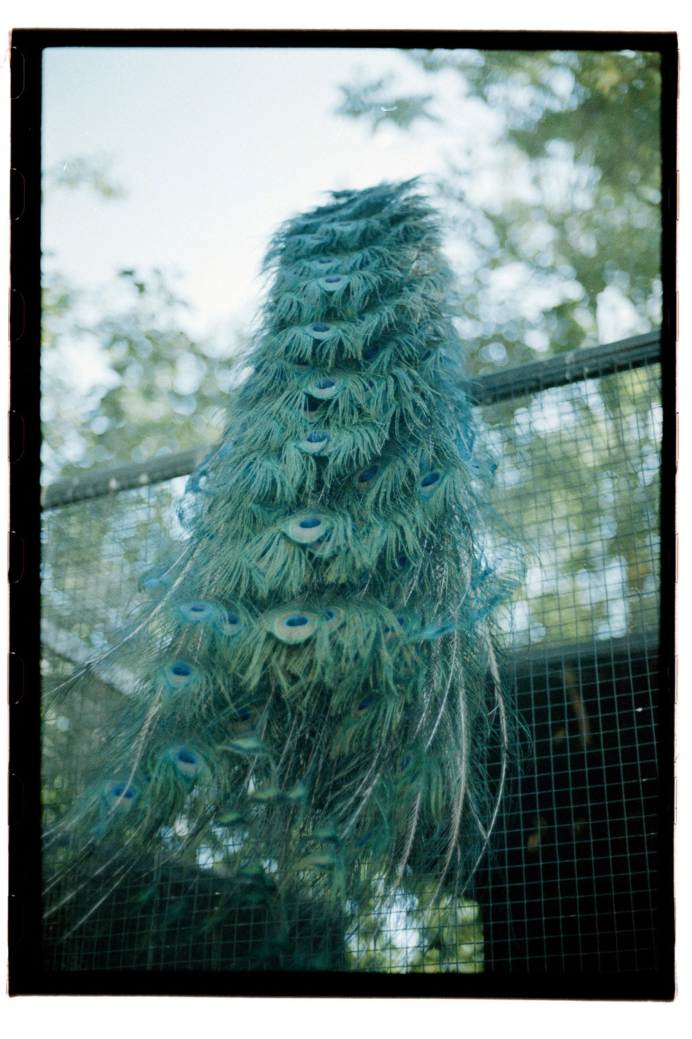 A peacock is perched with its back facing the camera, displaying its long, vibrant tail feathers.