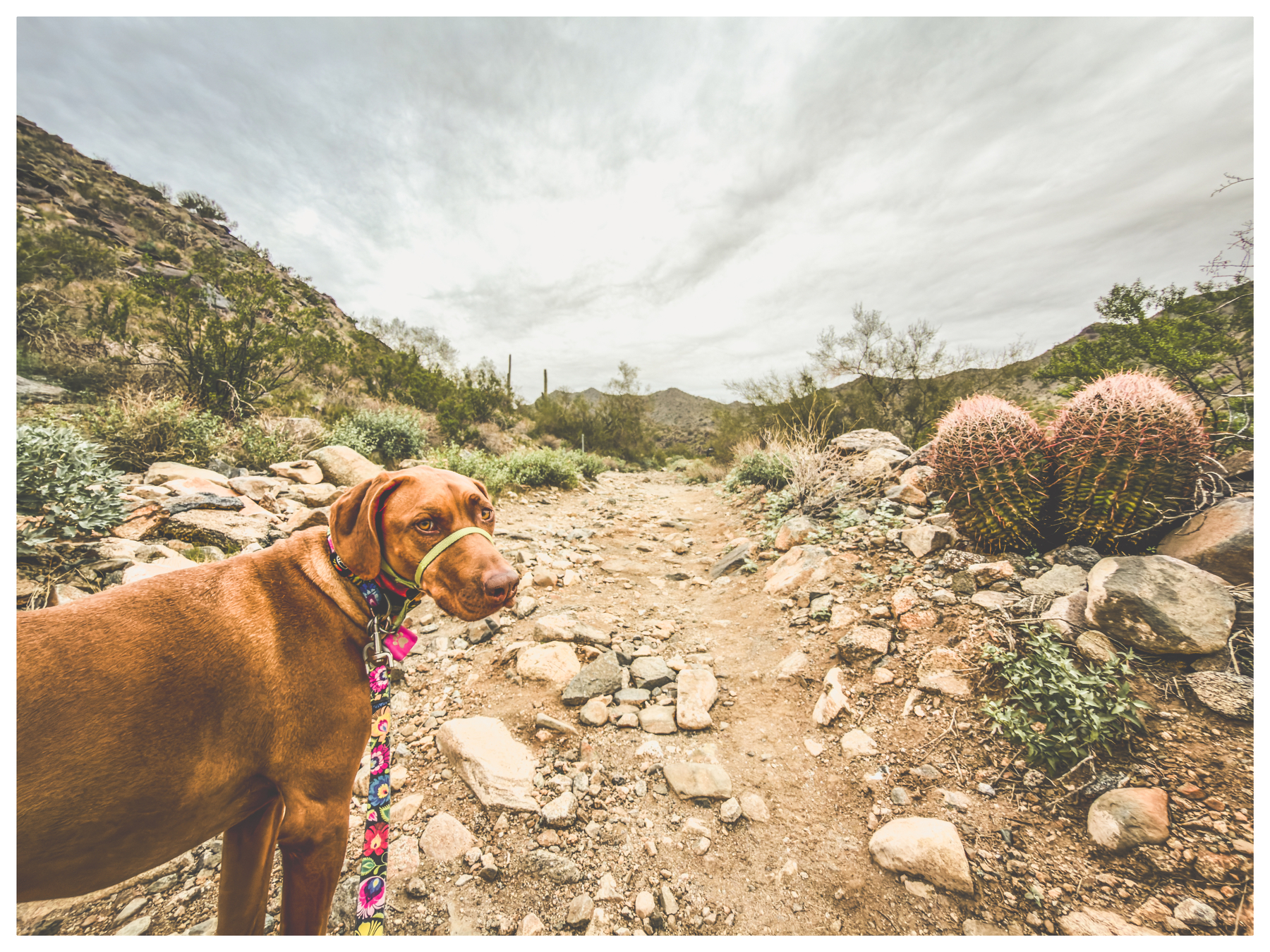 Auto-generated description: A brown dog on a colorful leash stands on a rocky desert trail next to a small cactus.