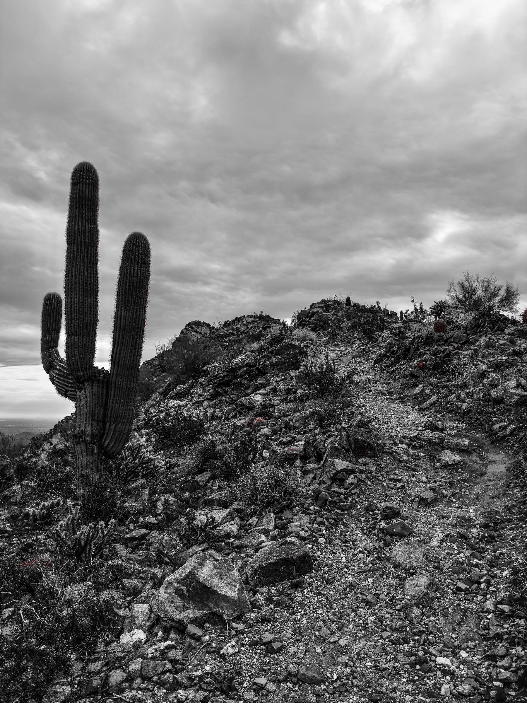 Auto-generated description: A winding path leads through a rocky desert landscape with a large cactus under a cloudy sky.