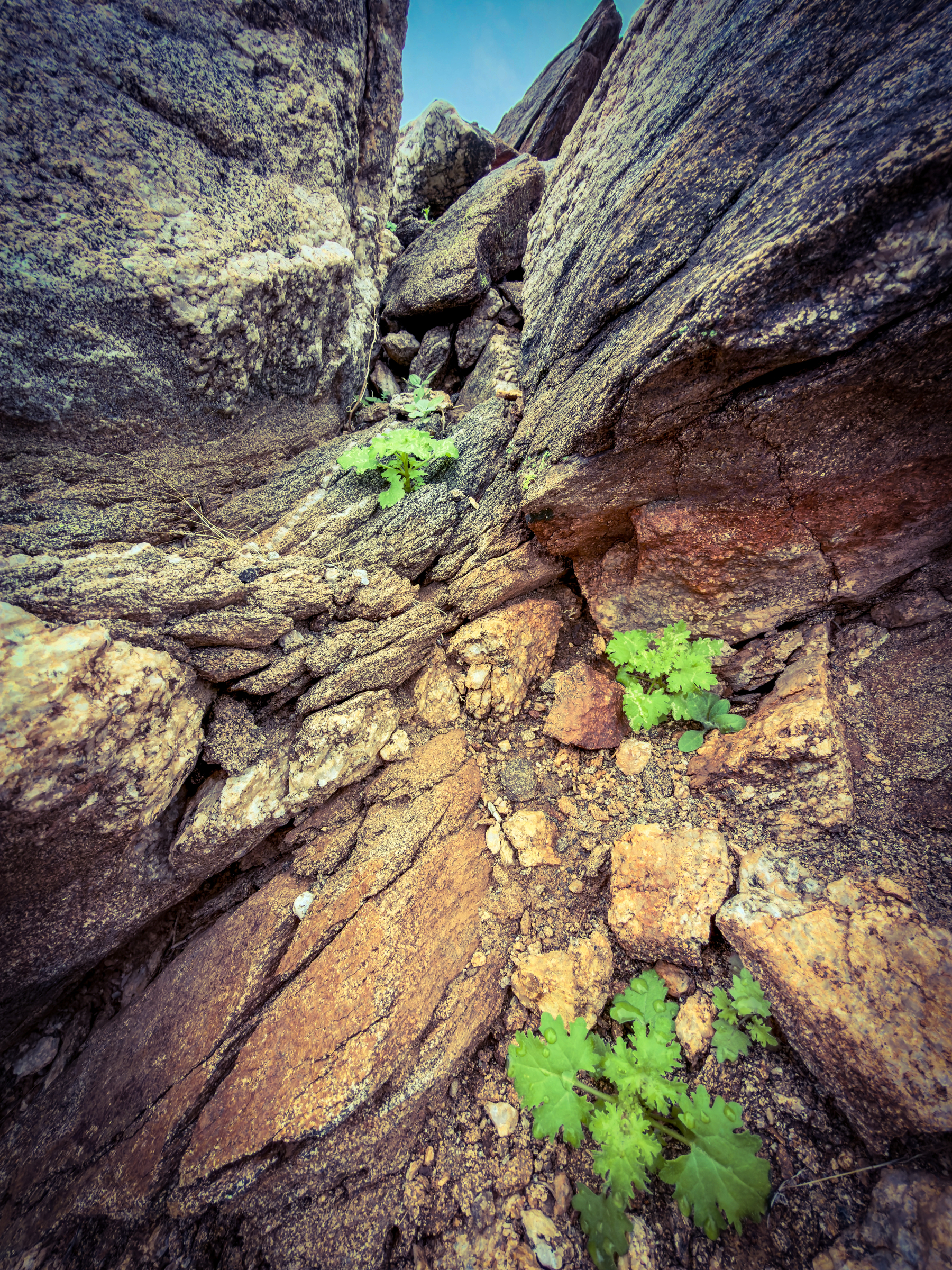 Auto-generated description: Rugged rocks surround small patches of green plants growing in the crevices.