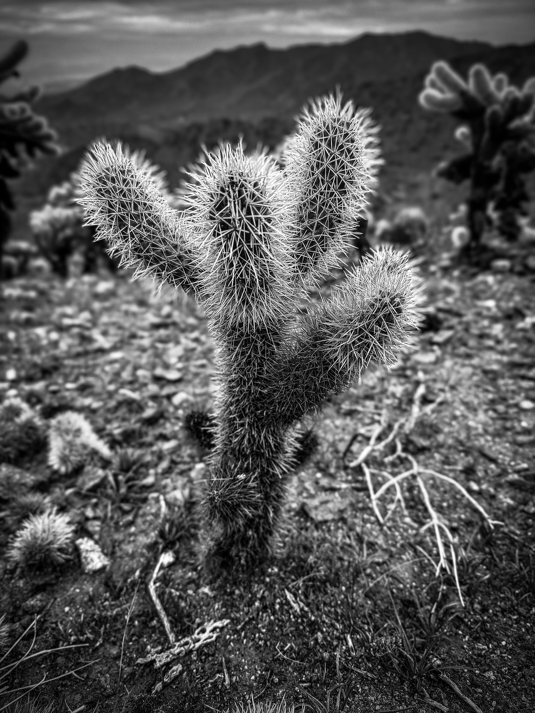 Auto-generated description: A spiky cactus stands prominently in a desert landscape with mountains in the background, depicted in black and white.