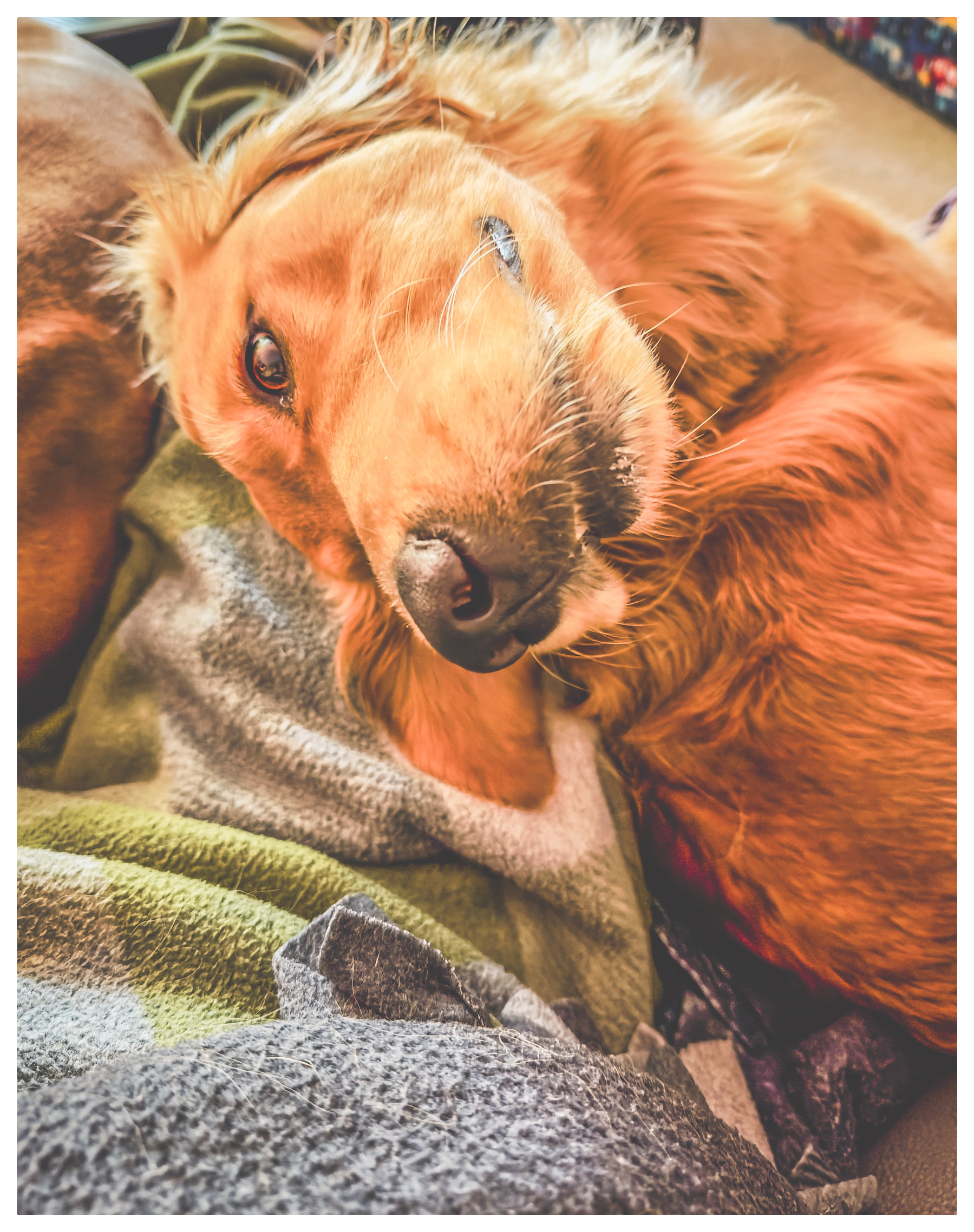 Auto-generated description: A golden retriever is lying on its side, looking up with a relaxed expression.
