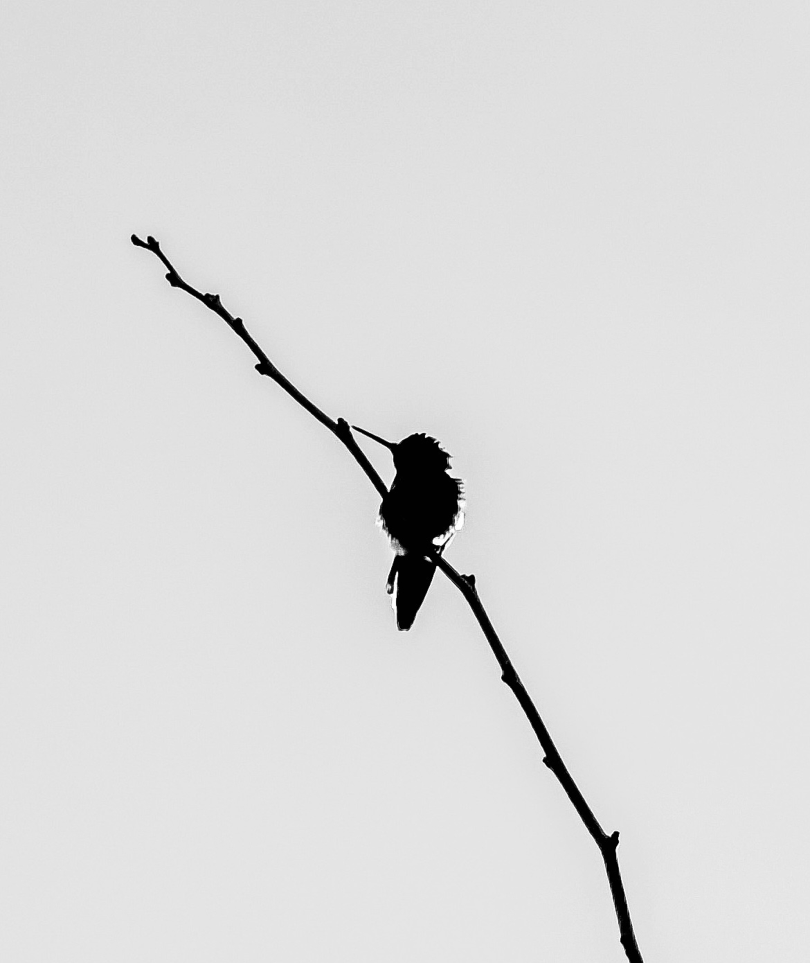 Auto-generated description: A silhouette of a bird perched on a thin, bare branch against a plain background.
