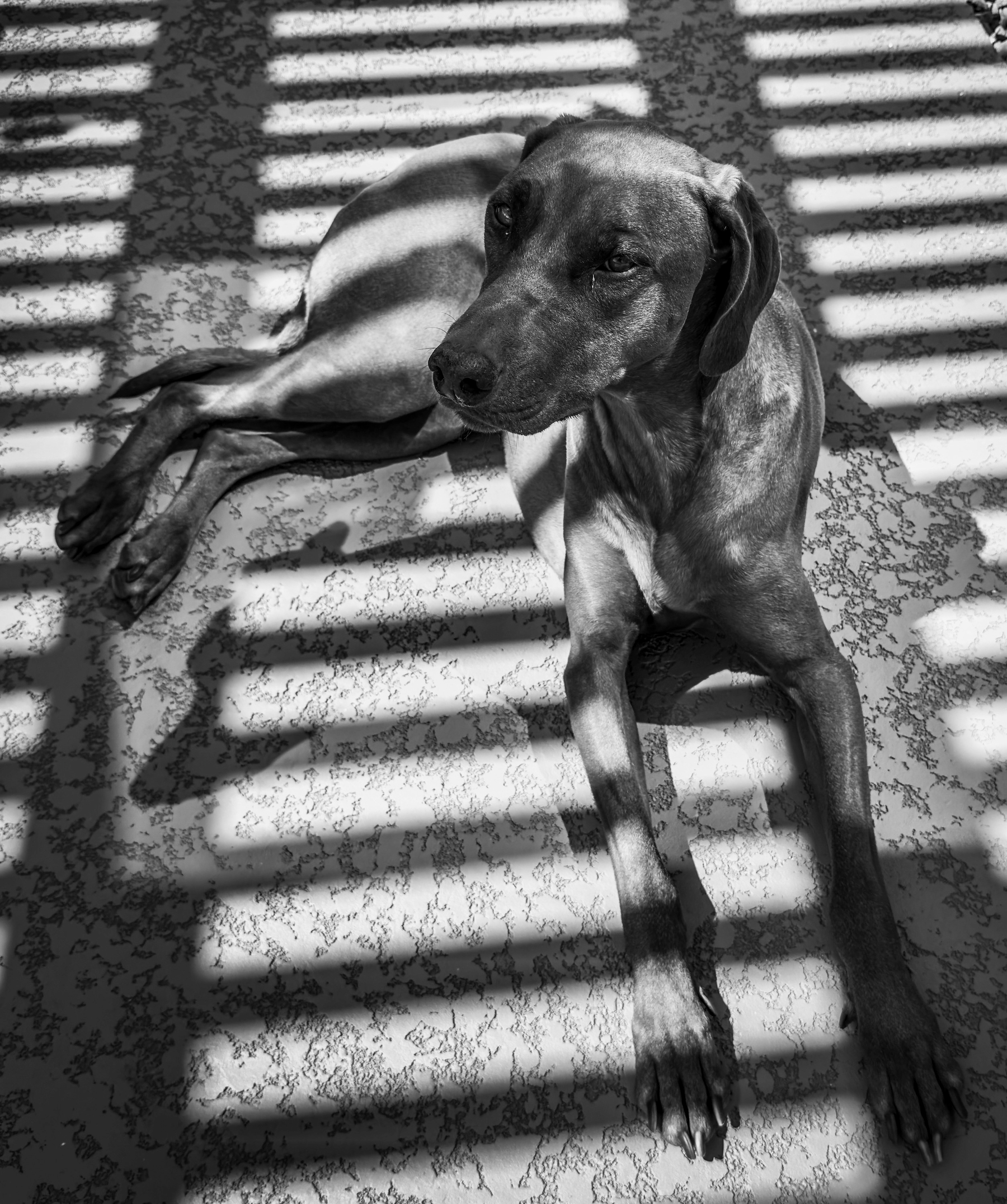 Auto-generated description: A dog is lying down on a textured floor with shadows of horizontal blinds creating striped patterns across its body.