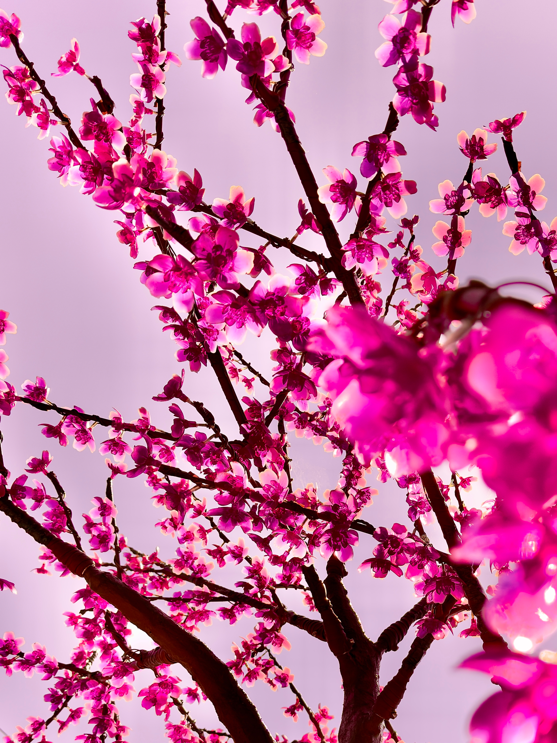Auto-generated description: Bright pink cherry blossoms adorn the branches against a soft purple sky.