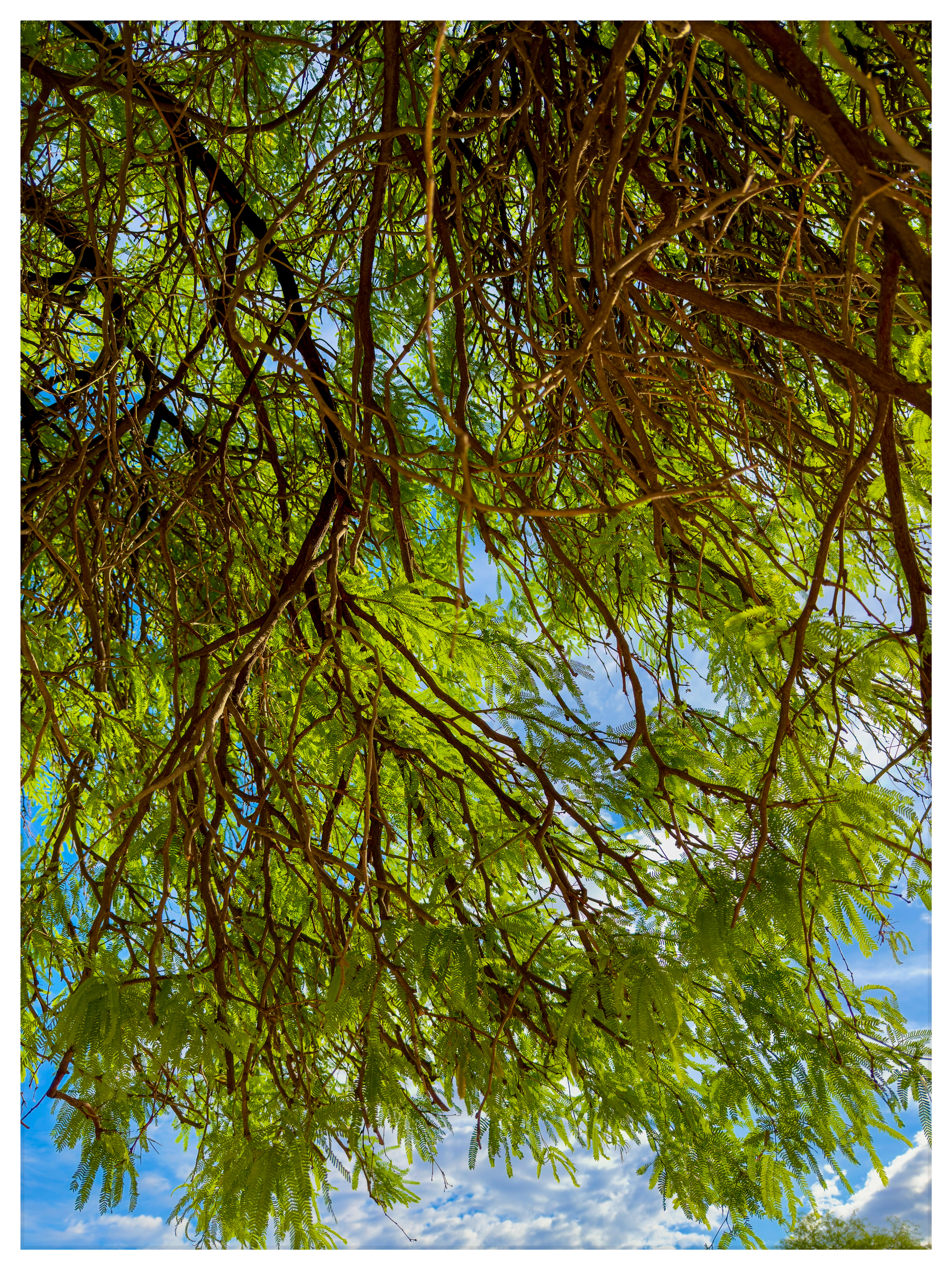 Auto-generated description: Sunlight filters through the dense green foliage and branches of a tree, set against a backdrop of blue sky and clouds.