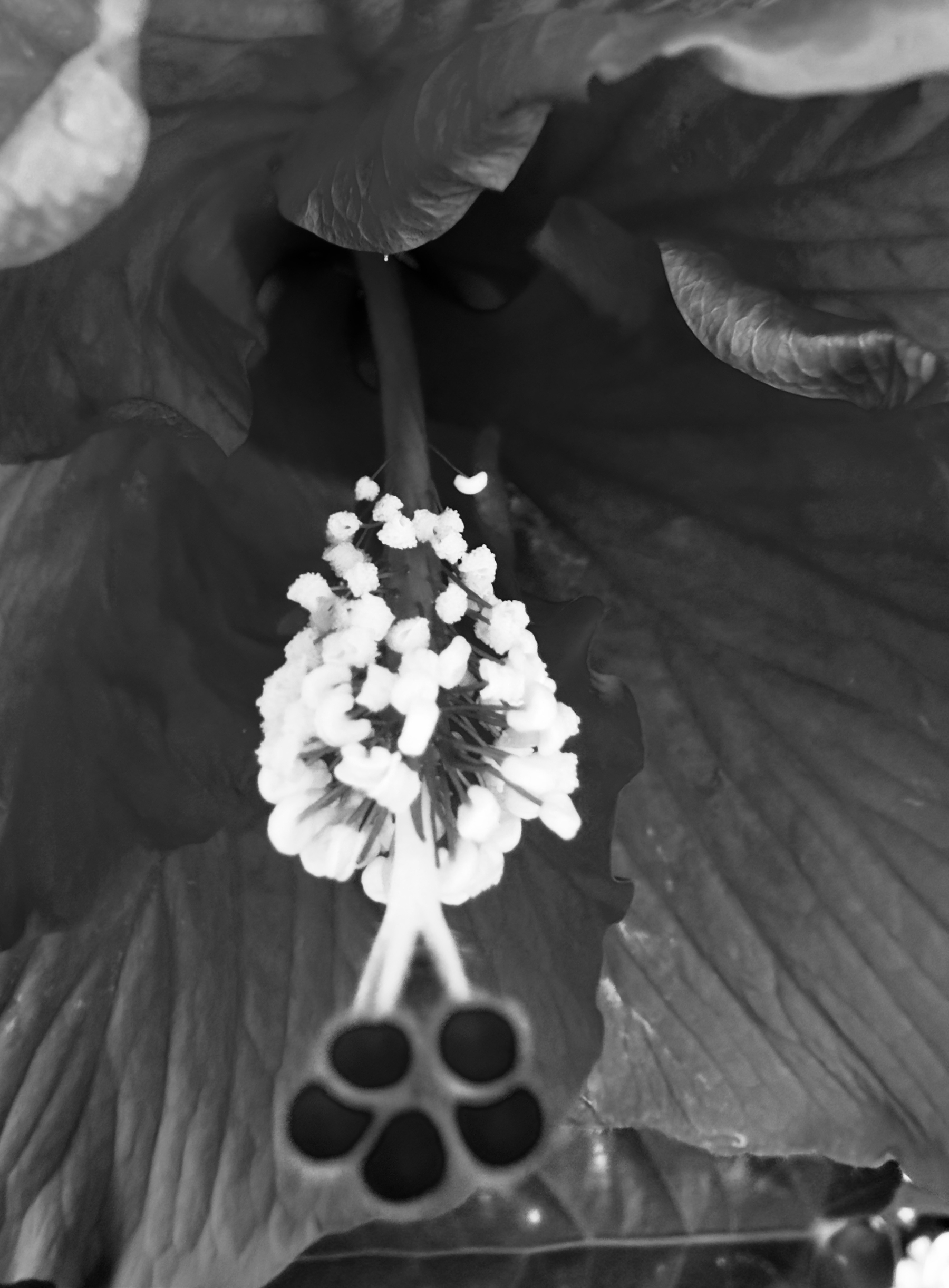 Auto-generated description: A close-up black and white photograph of a hibiscus flower's stamen and petals.