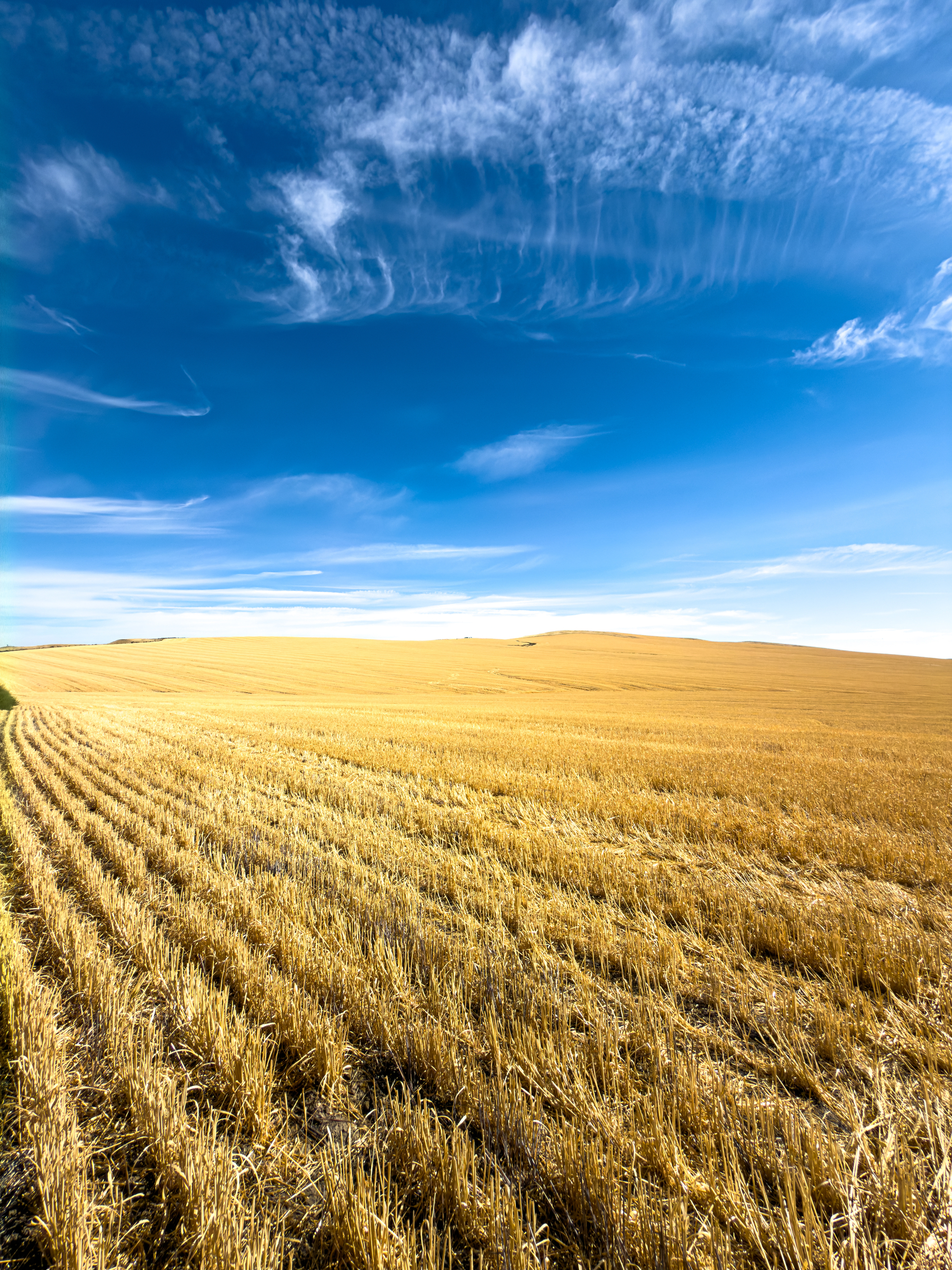 Auto-generated description: A vast golden wheat field stretches under a bright blue sky with wispy clouds.