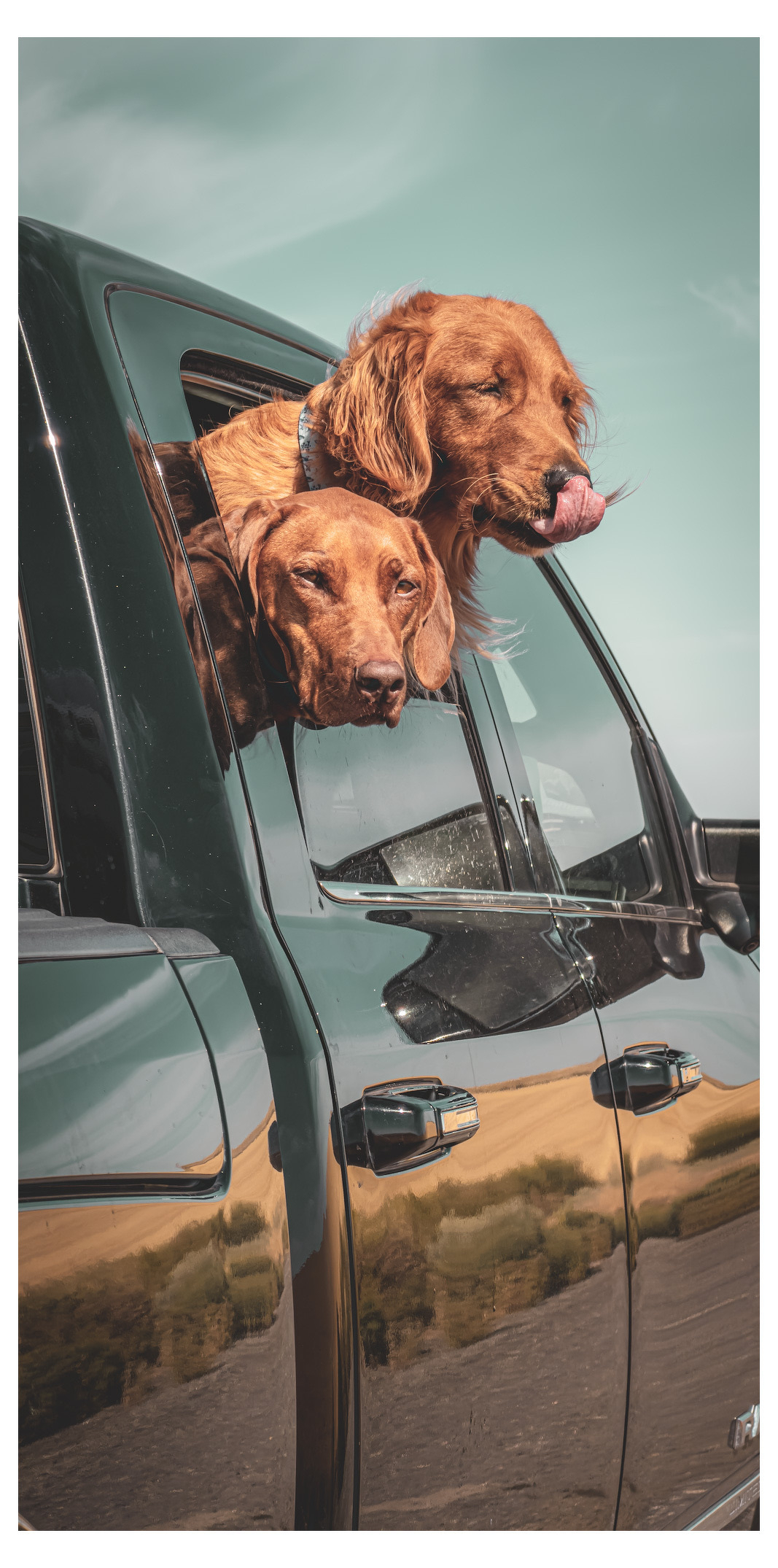 Auto-generated description: Two golden retriever dogs are sticking their heads out of the window of a black vehicle, with one of them playfully licking its nose.