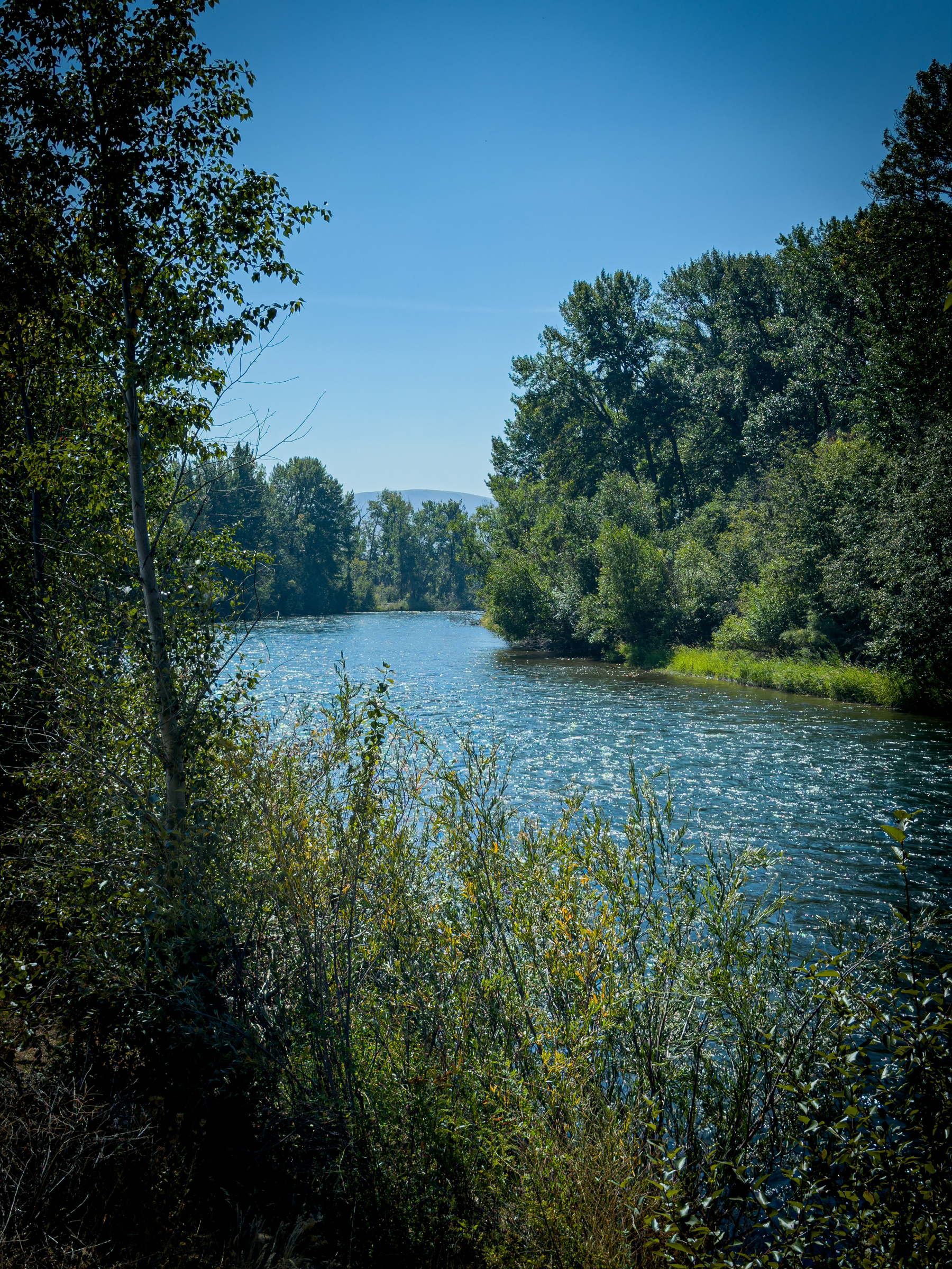 Auto-generated description: A calm river flows gently through a forested area under a clear blue sky.