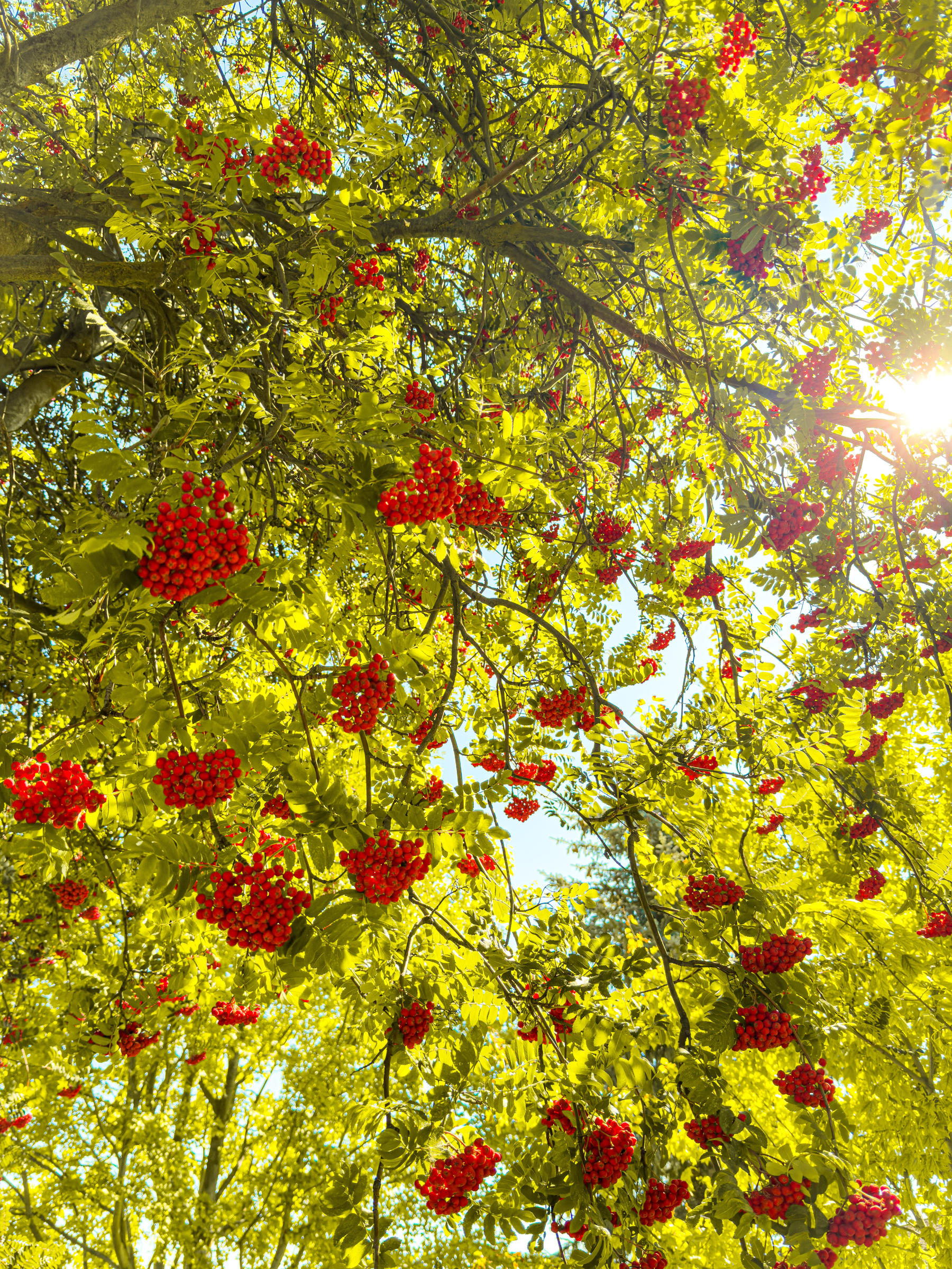Auto-generated description: Sunlight filters through the green leaves of a tree laden with clusters of bright red berries.
