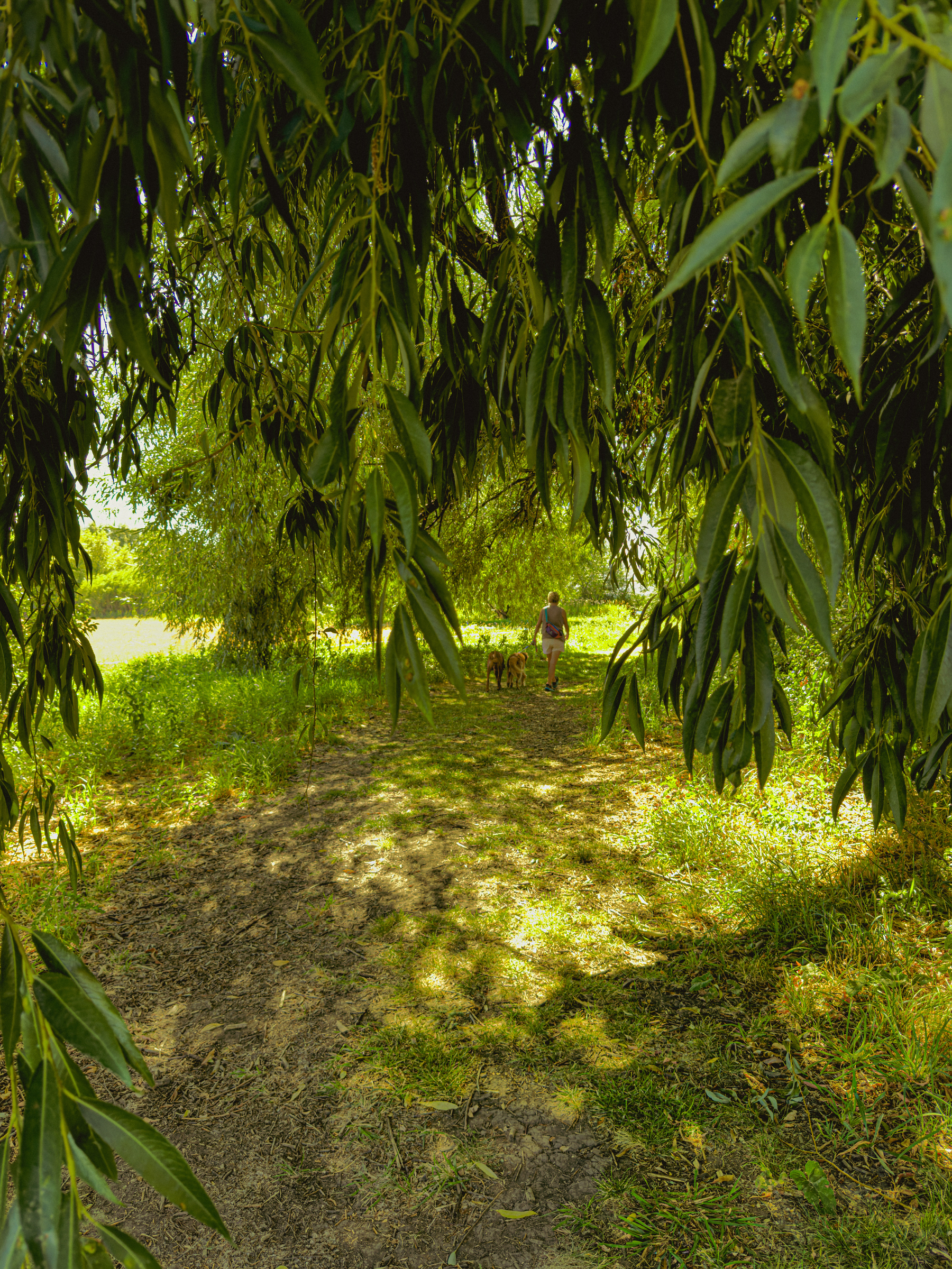 Auto-generated description: A person walking along a sunlit forest path surrounded by lush green foliage, accompanied by two dogs.