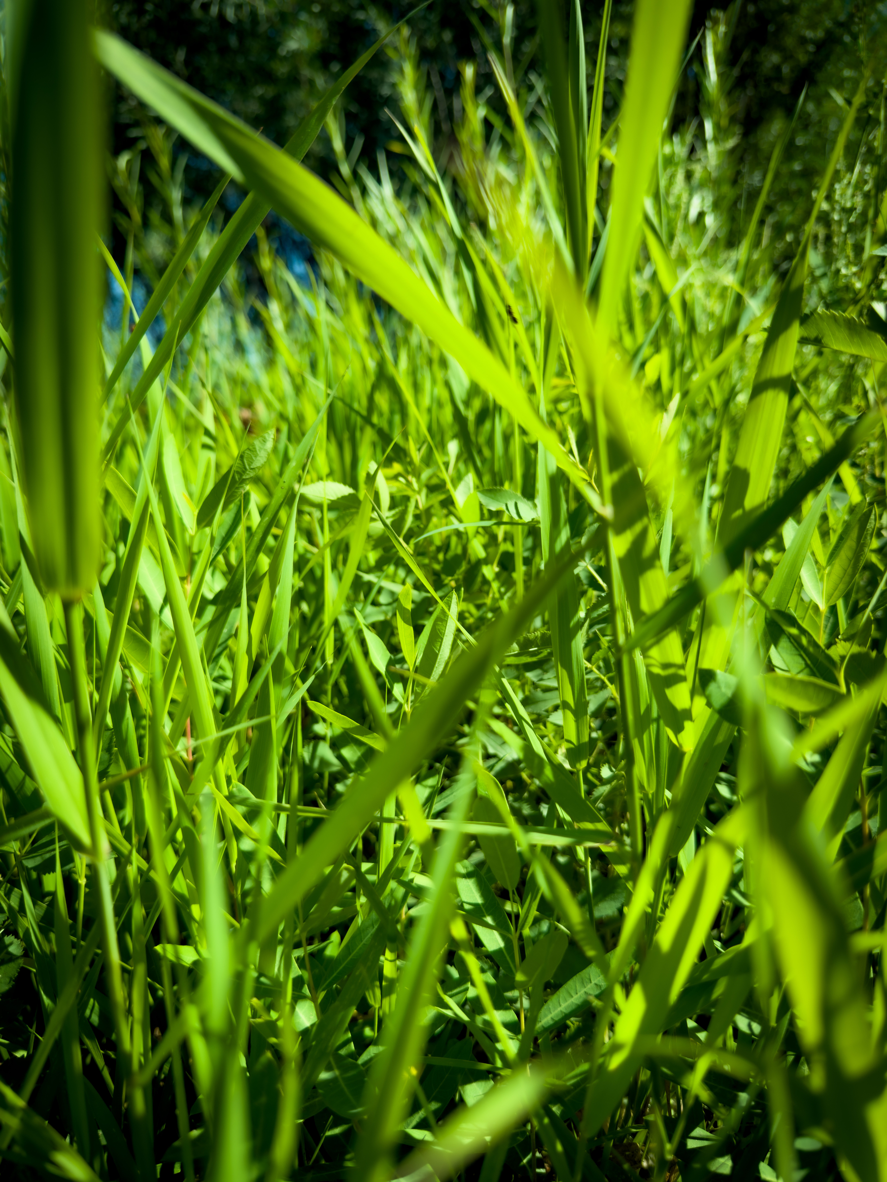 Auto-generated description: Tall green grass blades densely cover the ground under natural sunlight.