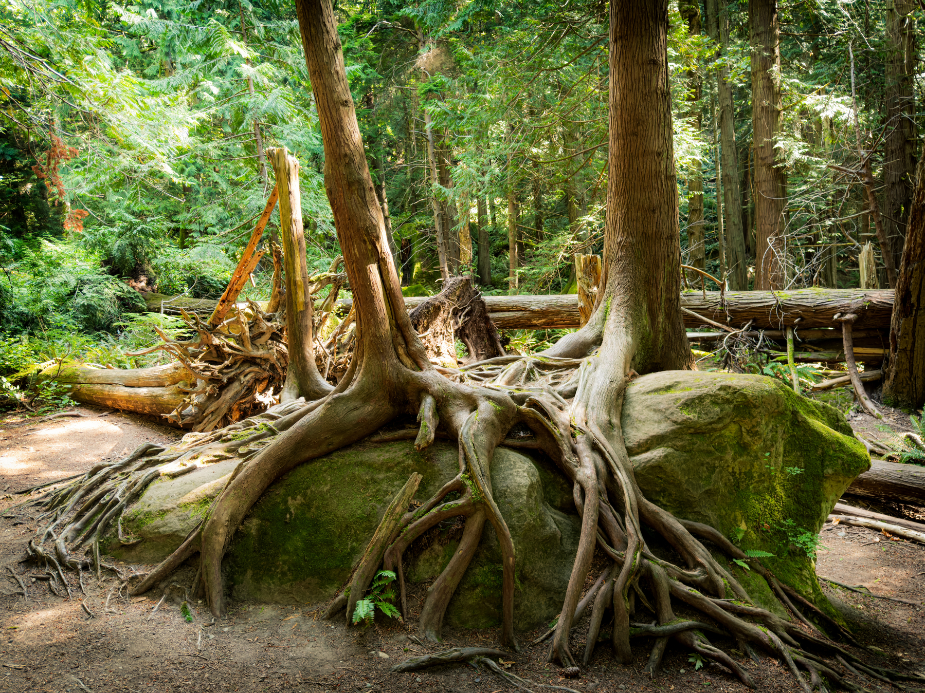 Auto-generated description: Roots of tall trees are growing over and around a large moss-covered rock in a dense forest.