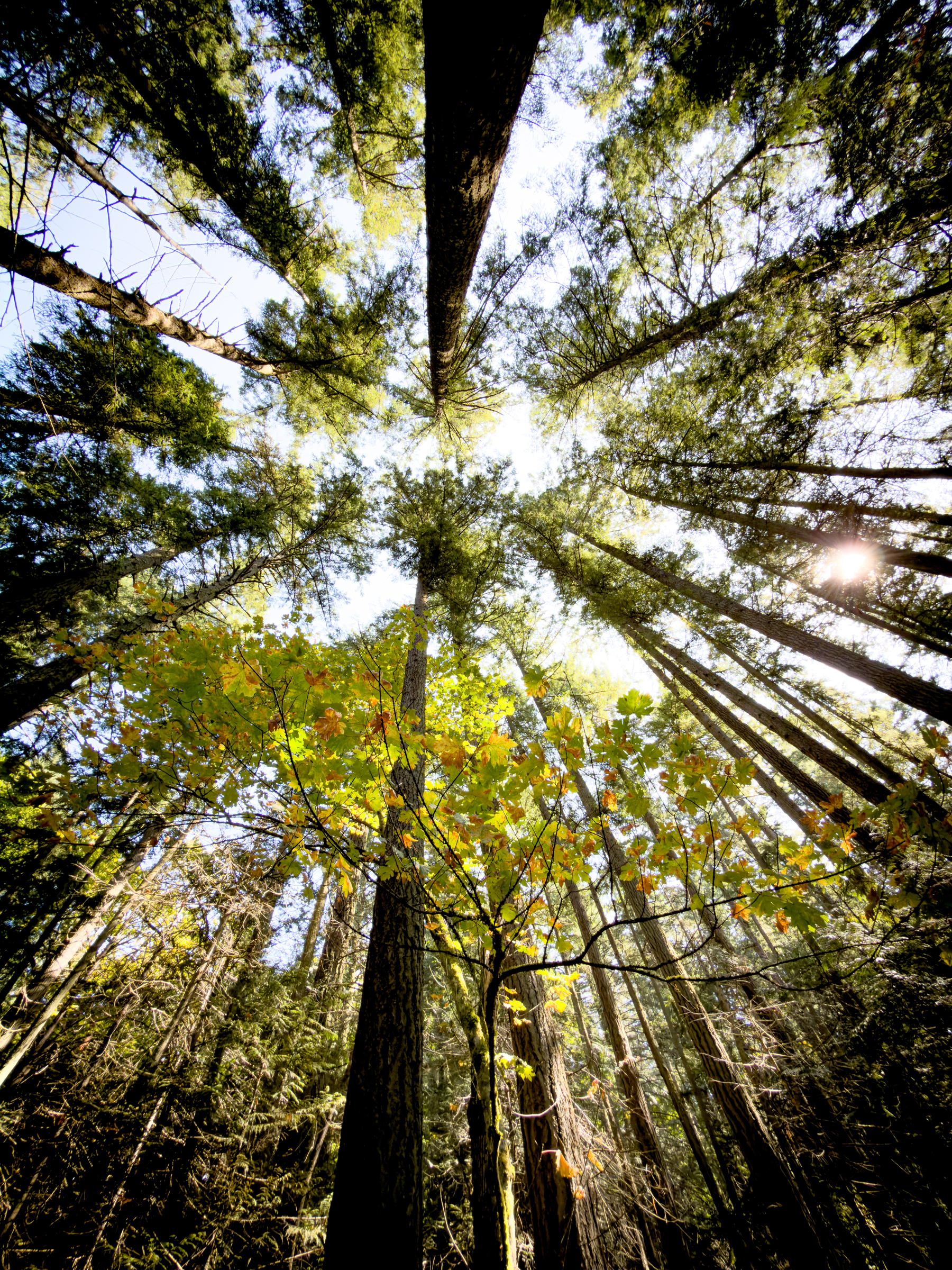 Auto-generated description: Tall trees with sunlight filtering through their green and yellow leaves create a serene forest canopy.