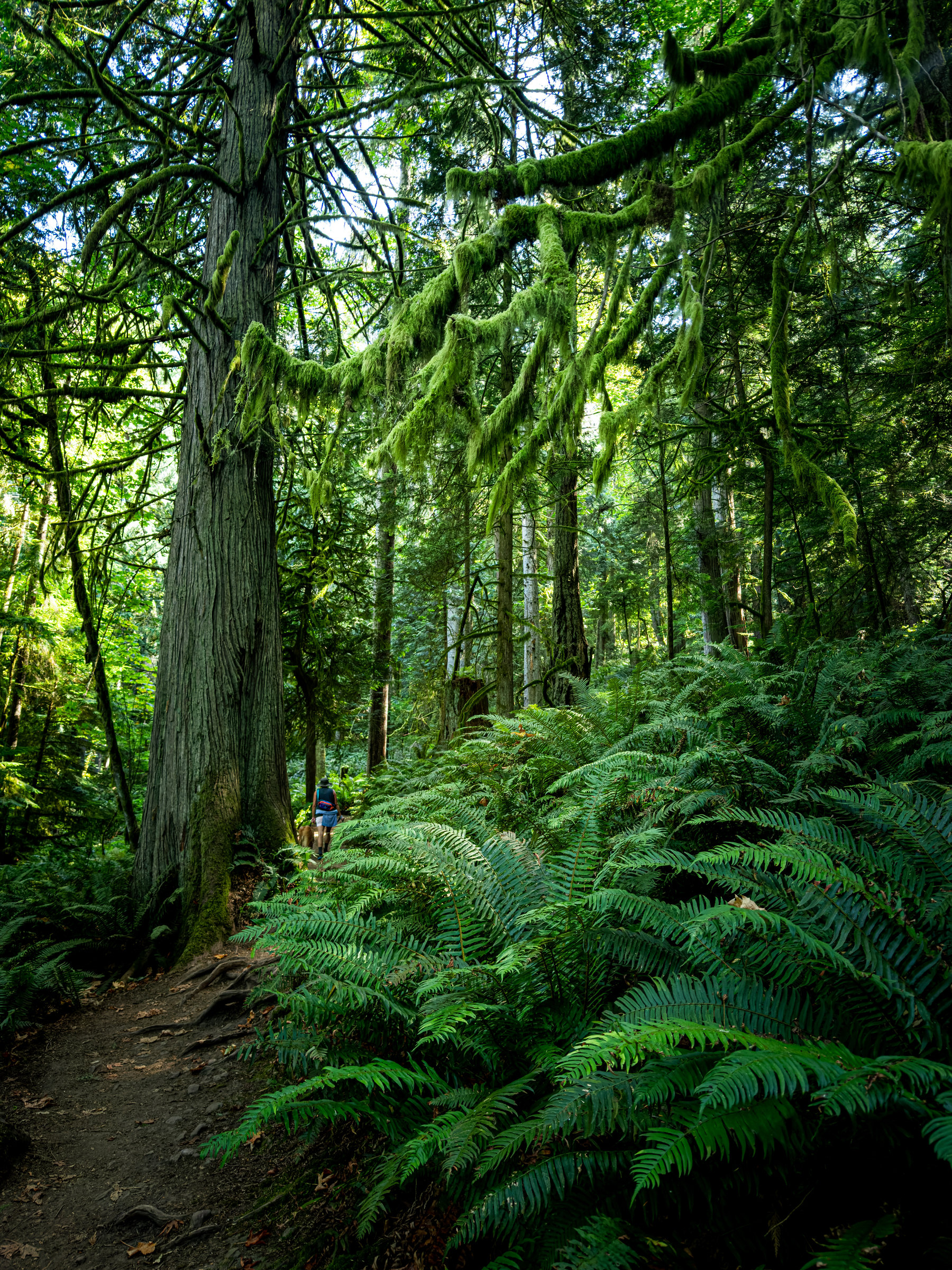 Auto-generated description: A person is walking along a forest trail surrounded by tall trees and lush green ferns with moss-covered branches overhead.