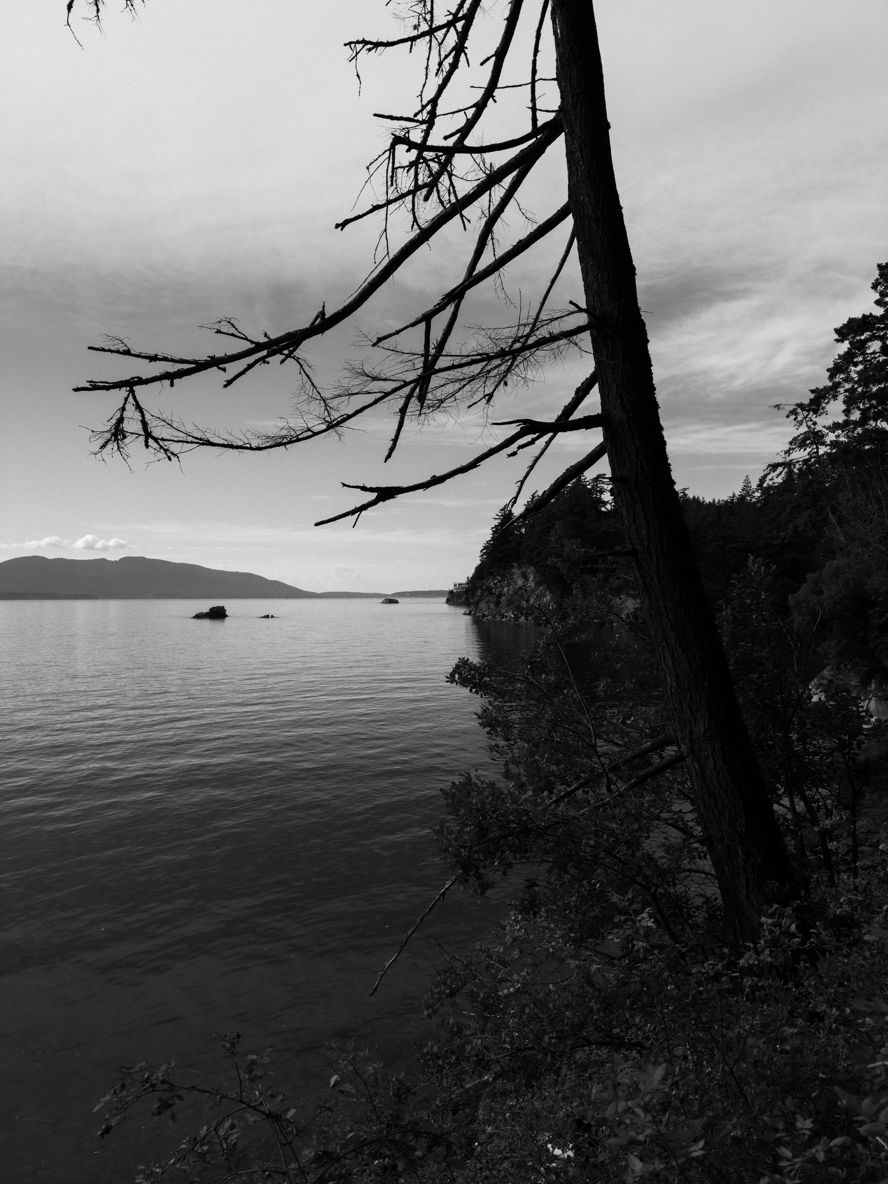 Auto-generated description: A barren tree leans over a calm body of water with distant mountains and a cloudy sky in the background.