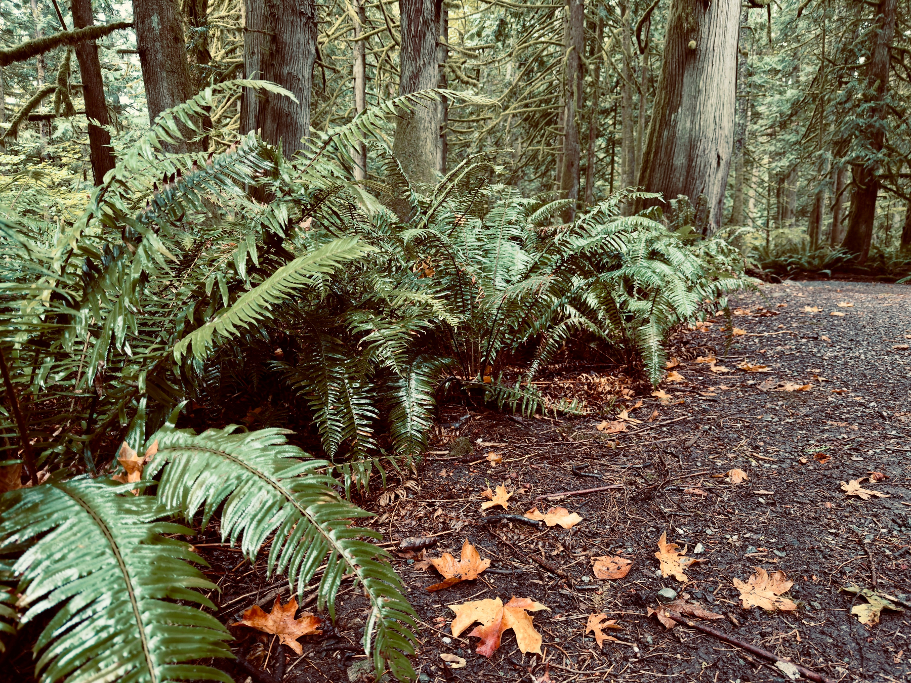 Auto-generated description: A forest path is lined with lush green ferns and scattered fallen leaves under tall trees.