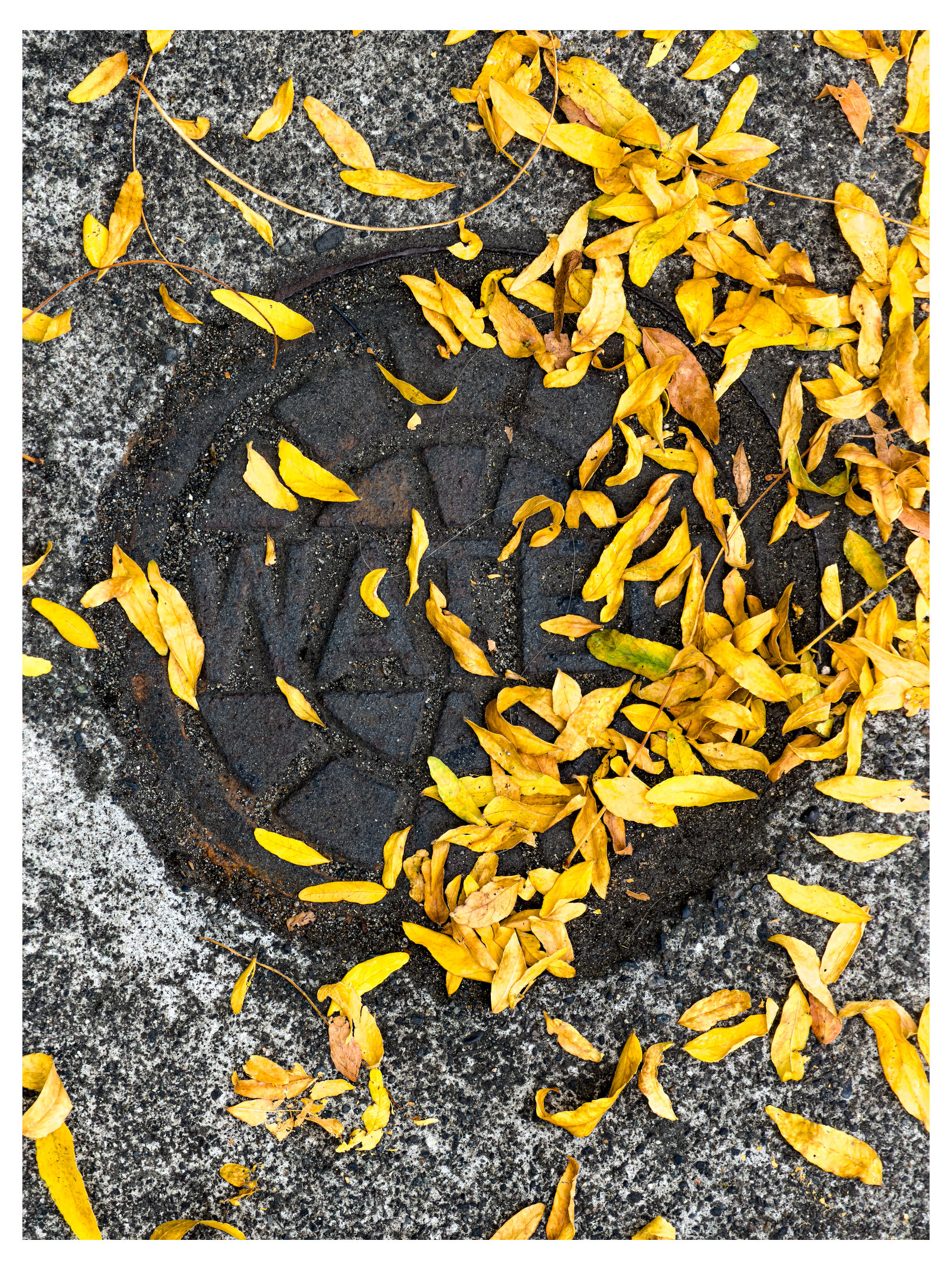 Auto-generated description: Yellow autumn leaves are scattered on and around a round metal grate embedded in a concrete surface.