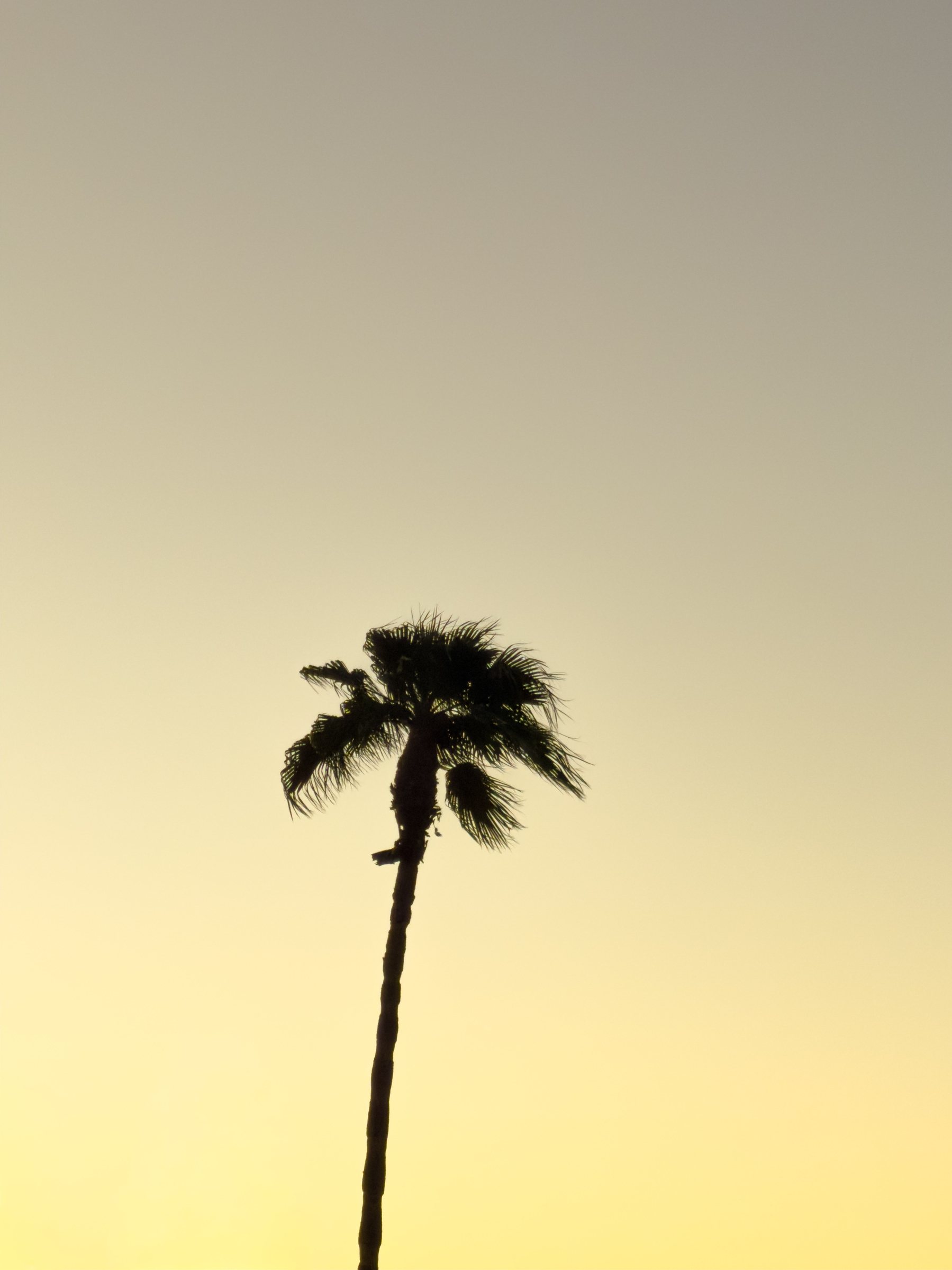 Auto-generated description: A solitary palm tree stands tall against a clear, gradient sky at sunset or sunrise.