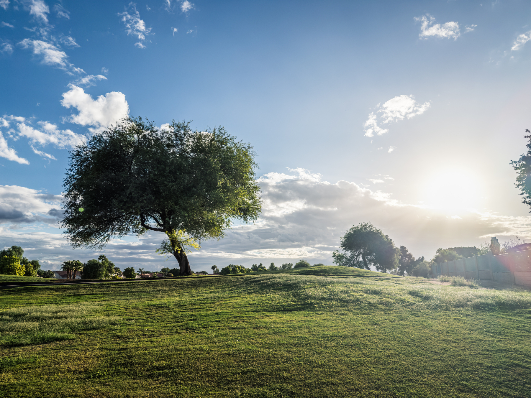 Auto-generated description: A solitary tree stands on a gently sloping grassy hill under a bright, partly cloudy sky with the sun shining in the background.