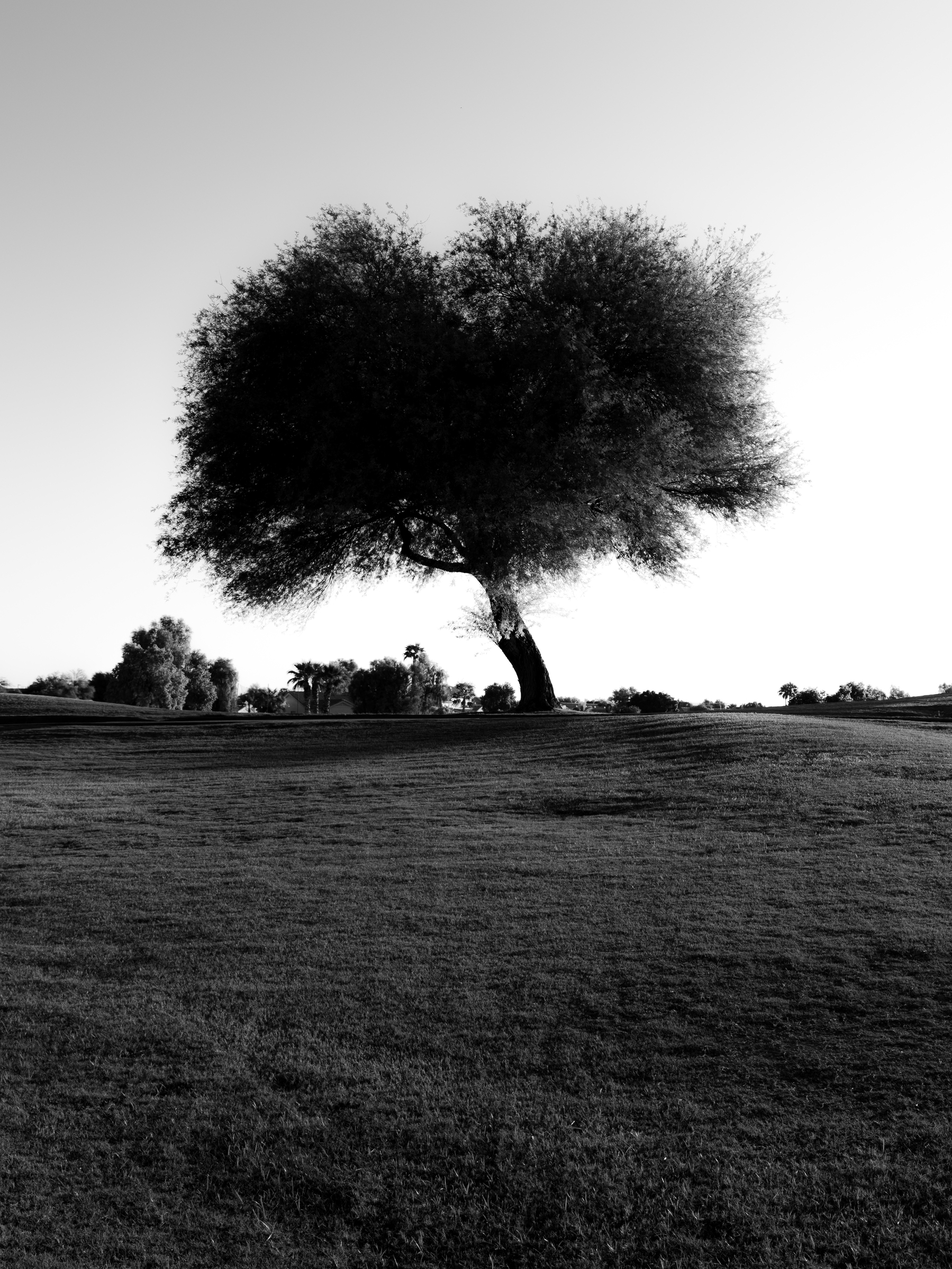 Auto-generated description: A solitary tree stands prominently on a gently sloping grassy hill under a clear sky, captured in black and white.