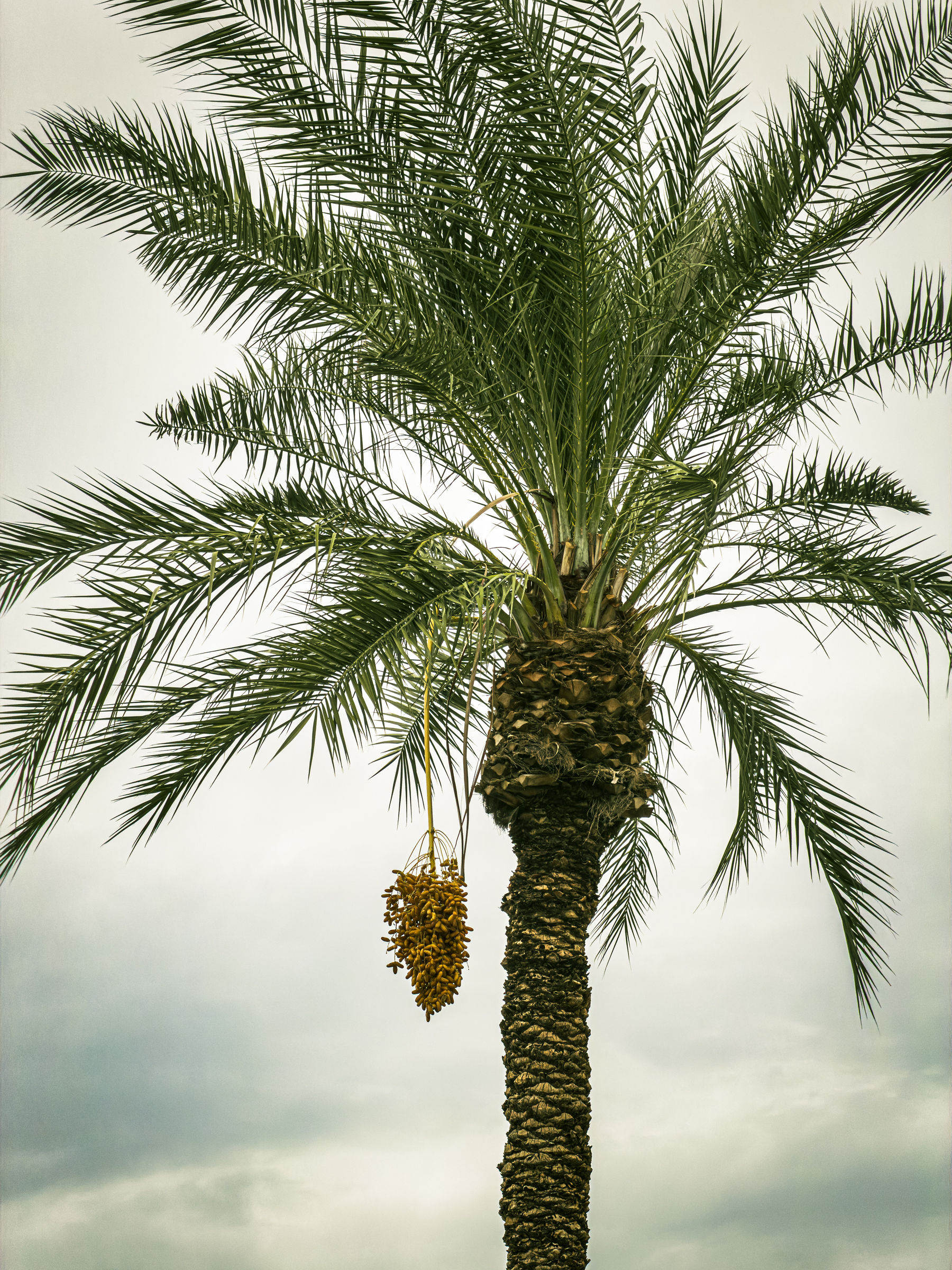 Auto-generated description: A tall palm tree stands against a cloudy sky, bearing a hanging cluster of dates.