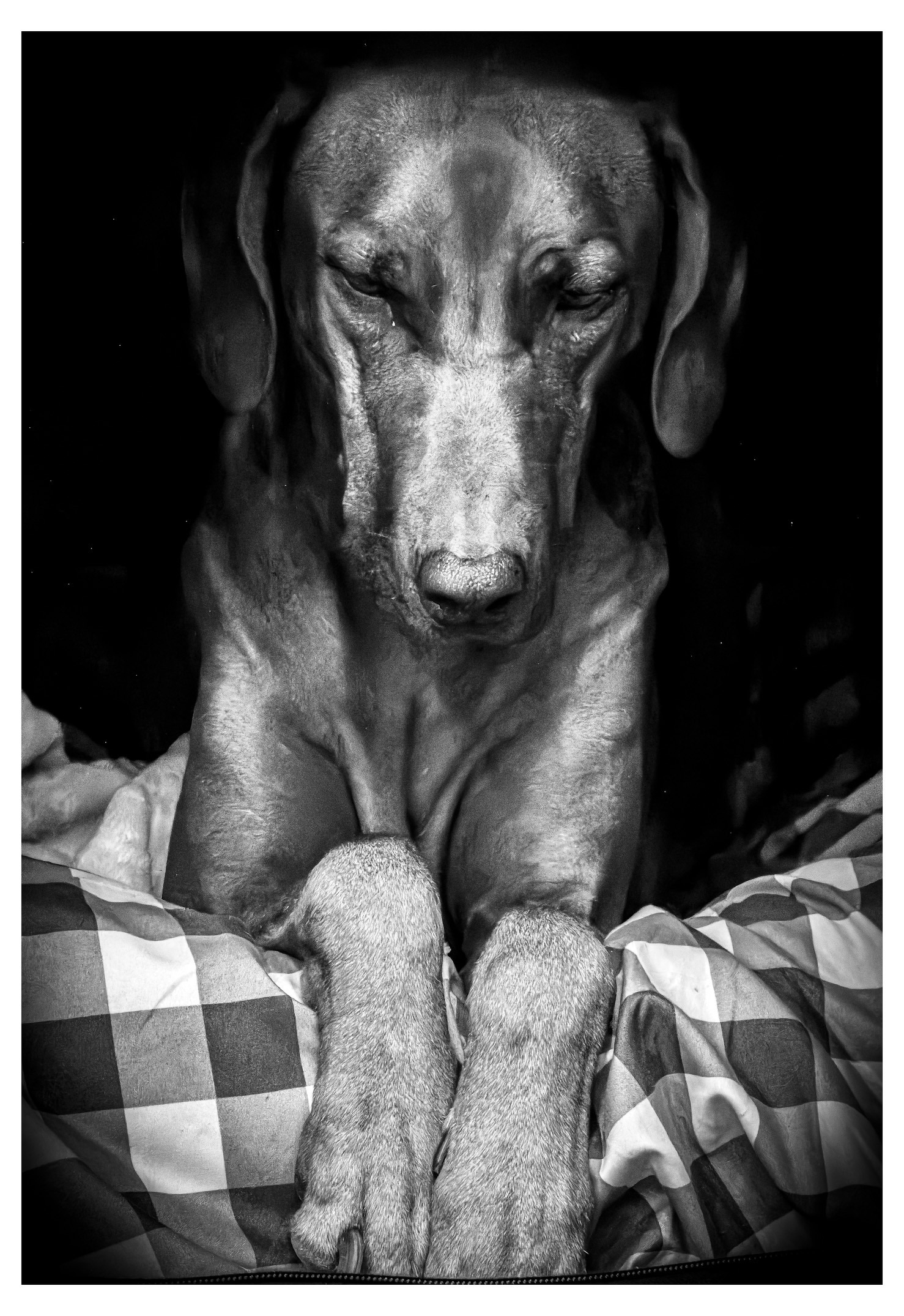 Auto-generated description: A dog with its eyes closed is resting its front paws on a checkered blanket in a dimly lit setting.