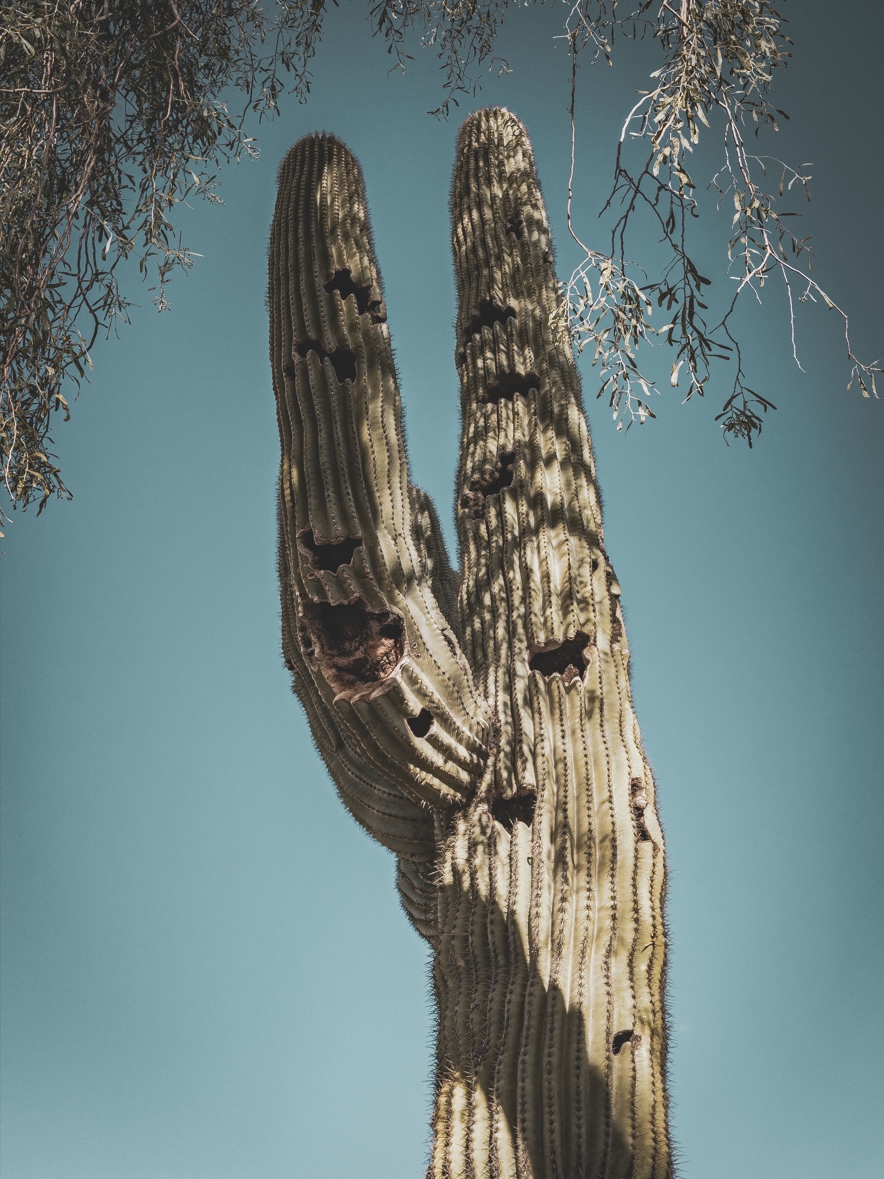 Auto-generated description: A tall, weathered cactus with multiple holes stands prominently against a clear blue sky with some tree branches hanging nearby.