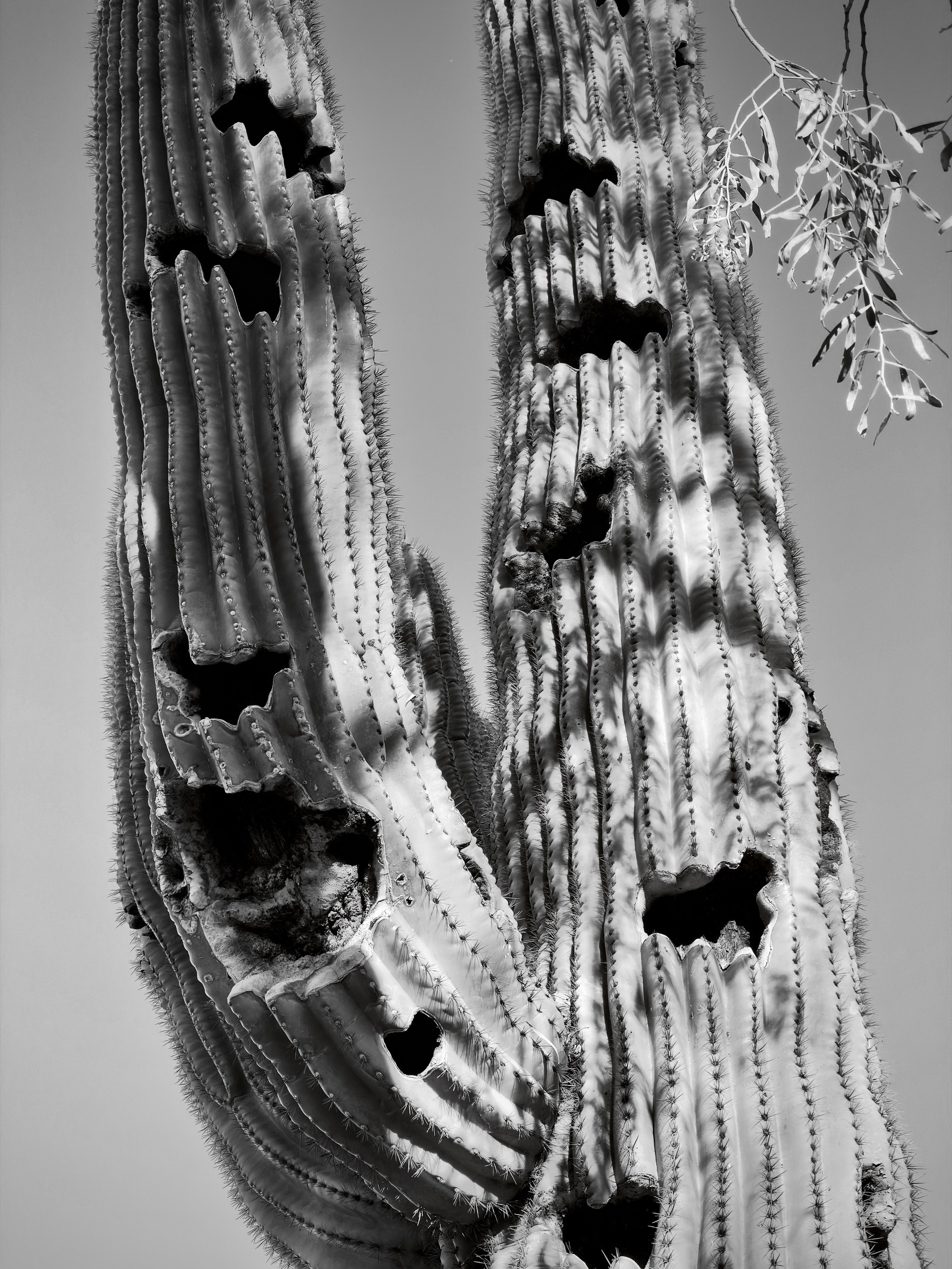 Auto-generated description: A tall cactus with several large holes and scars stands beside a small leafy branch against a clear sky.