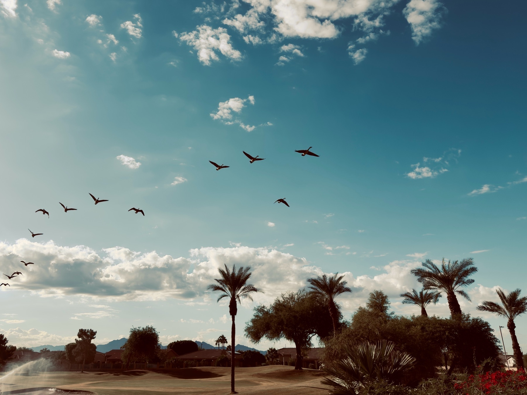Auto-generated description: A flock of birds is flying over palm trees under a partly cloudy sky.
