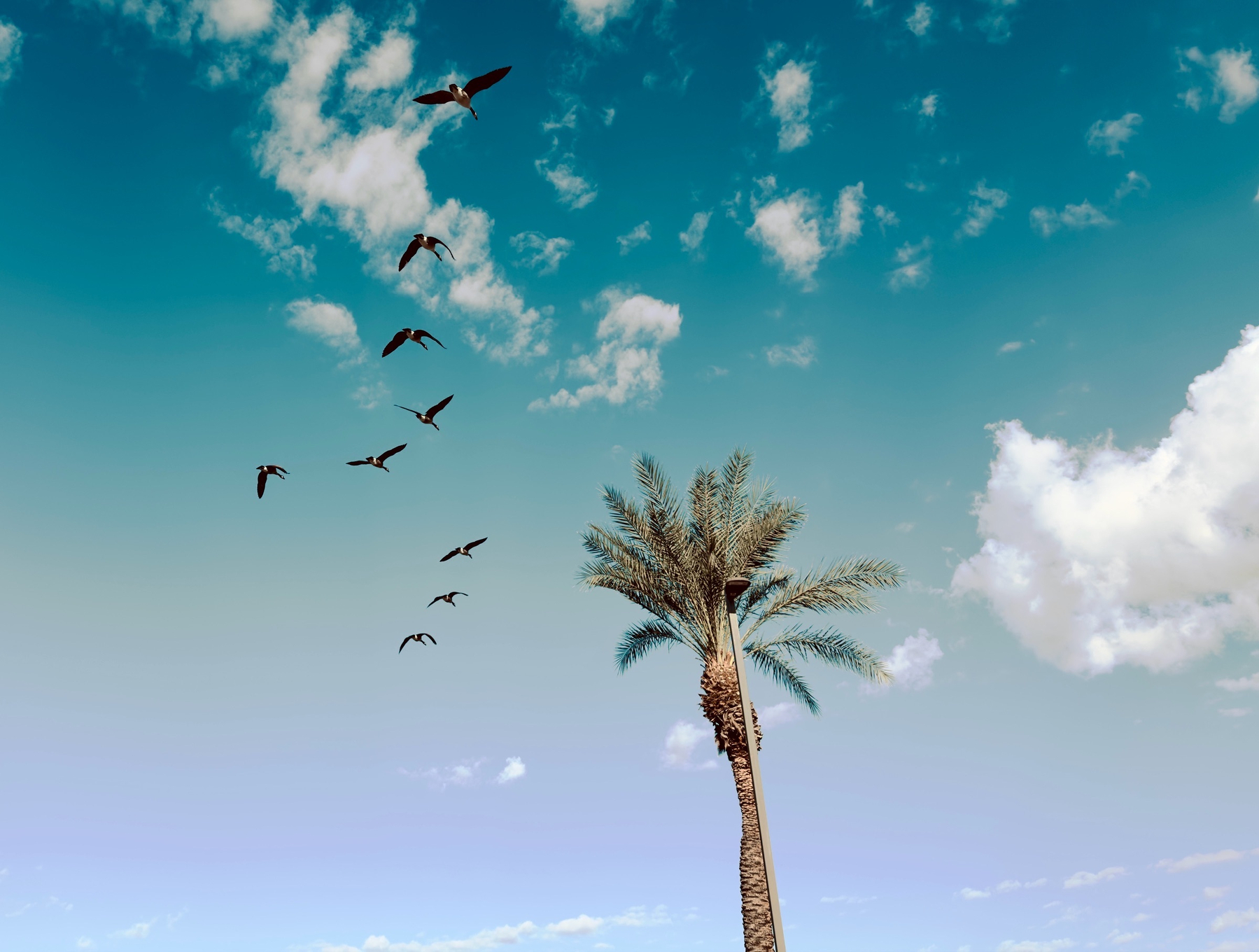 Auto-generated description: A flock of birds is flying in a V formation near a tall palm tree under a mostly clear sky with scattered clouds.