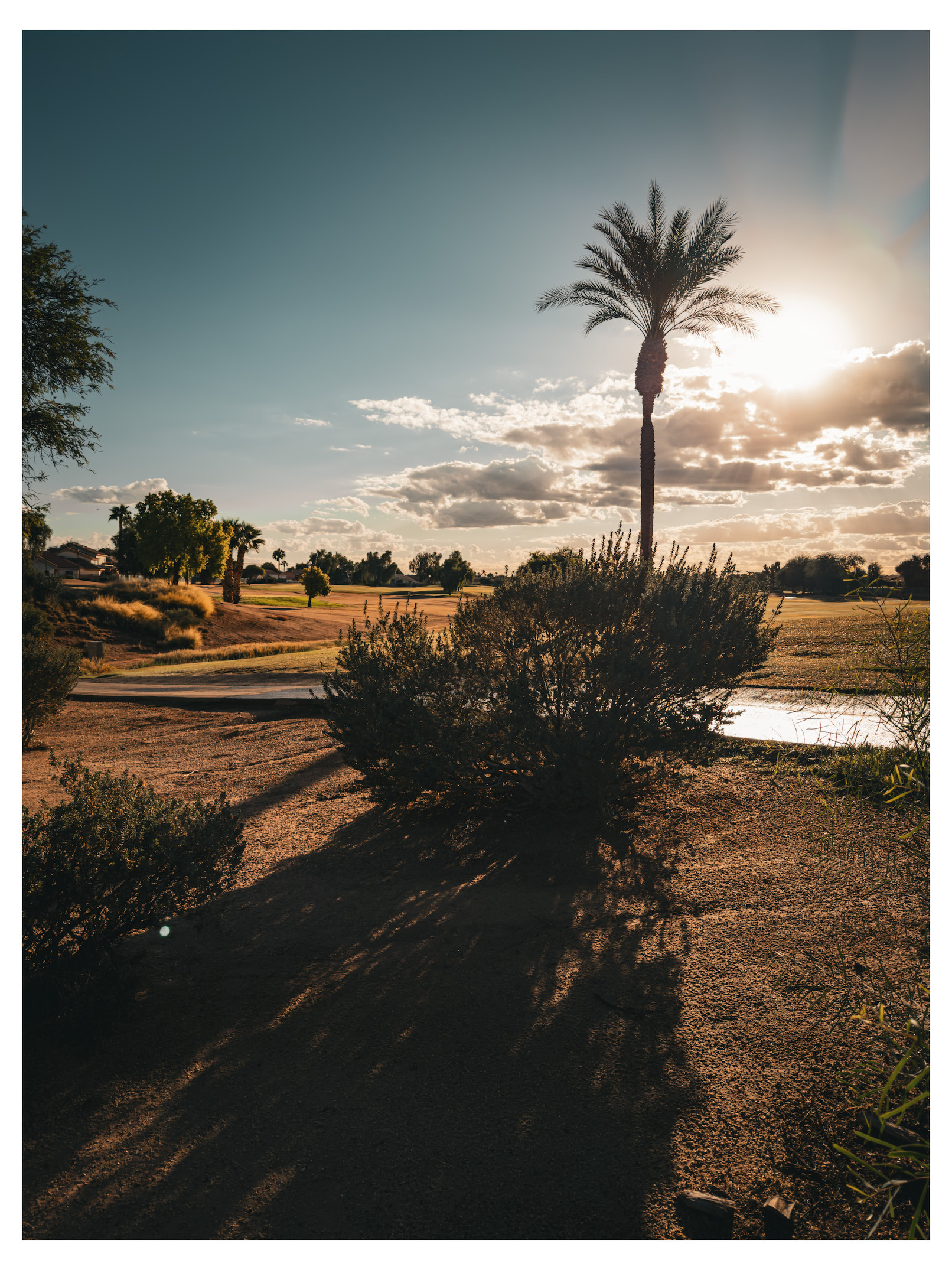 Auto-generated description: A tall palm tree stands prominently against the backdrop of a setting sun, casting long shadows over a dry, desert-like landscape with scattered bushes and a winding pathway.