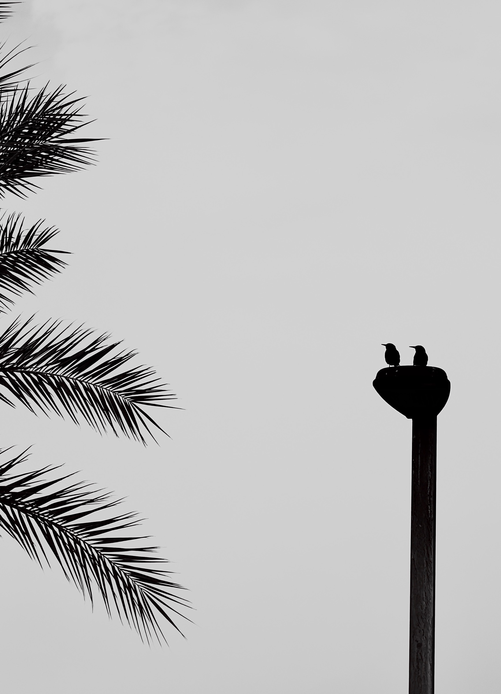 Auto-generated description: Two birds are perched on top of a tall post next to the silhouette of palm fronds against a plain sky.