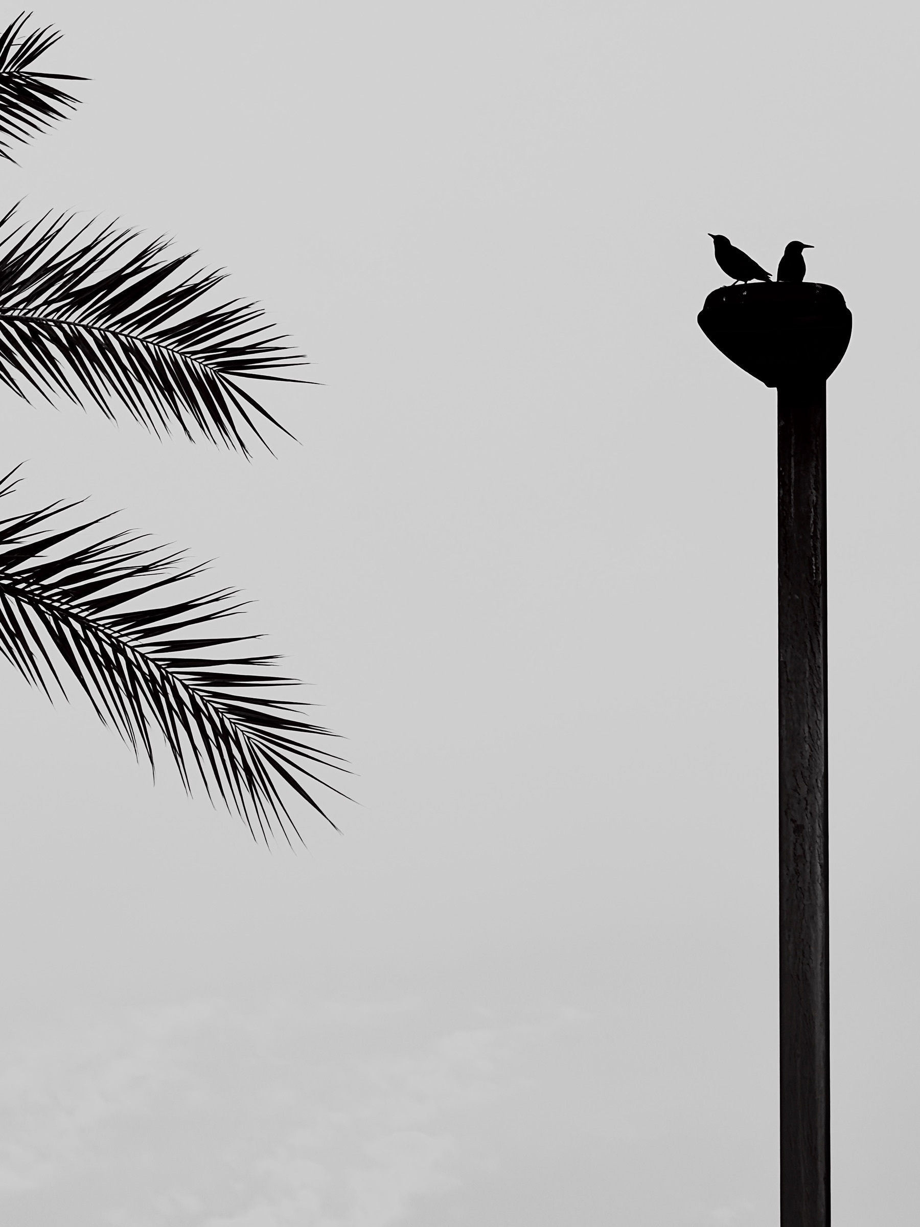 Auto-generated description: Two birds are perched on top of a tall pole next to the silhouette of palm leaves against a gray sky.