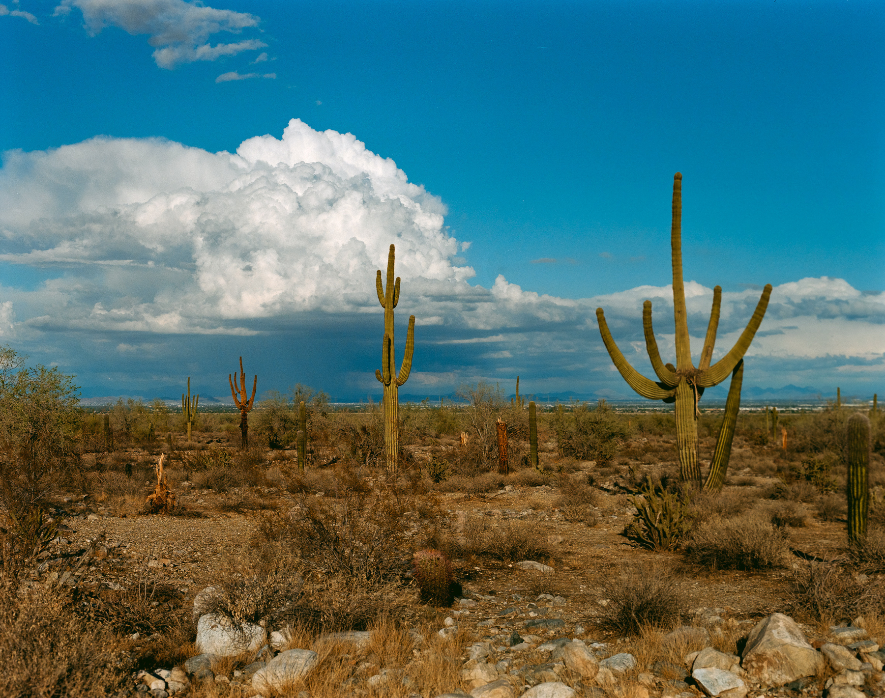 Auto-generated description: A desert landscape featuring several tall saguaro cacti under a partly cloudy sky.