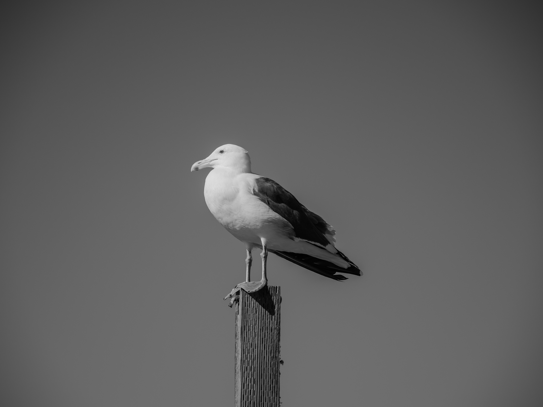 Auto-generated description: A seagull is perched on a wooden post against a clear sky.