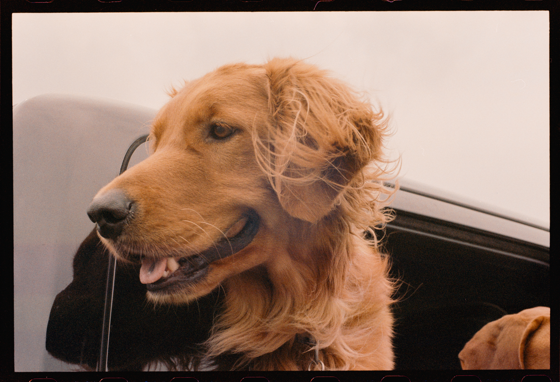 Auto-generated description: A golden retriever with slightly tousled fur is looking out from the window of a black vehicle.