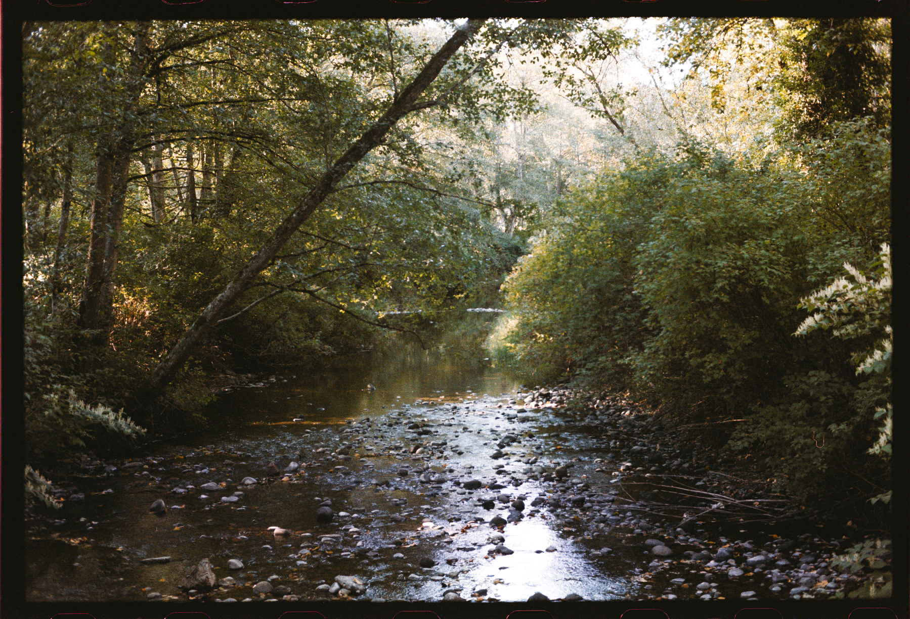 Auto-generated description: A serene, shallow stream flows gently through a dense forest with sunlight filtering softly through the green and autumn-colored foliage.