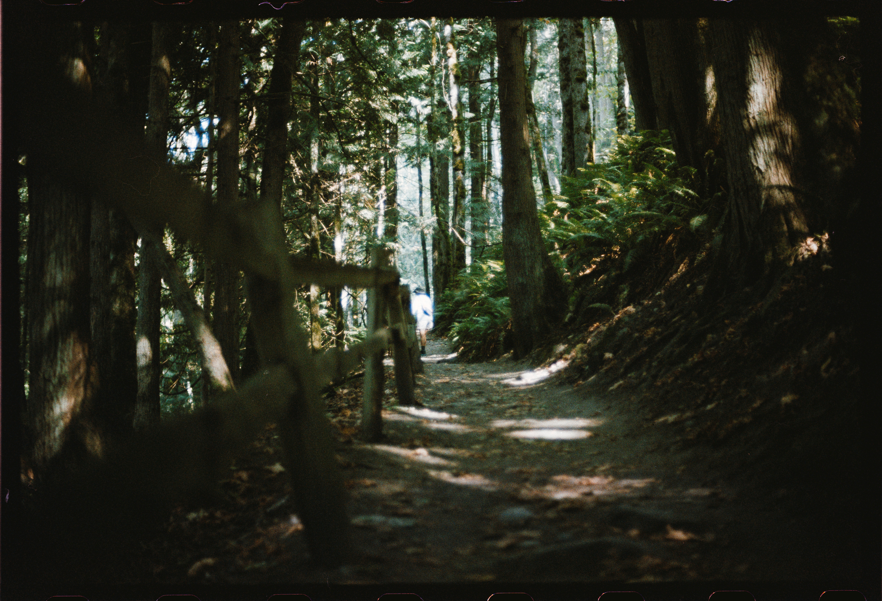 Auto-generated description: A sunlit forest trail winds through tall trees and dense foliage with a person walking in the distance.