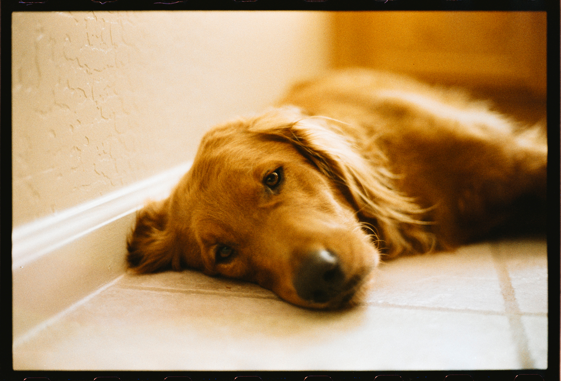 Auto-generated description: A golden retriever is lying down on a tiled floor, resting its head near a wall.