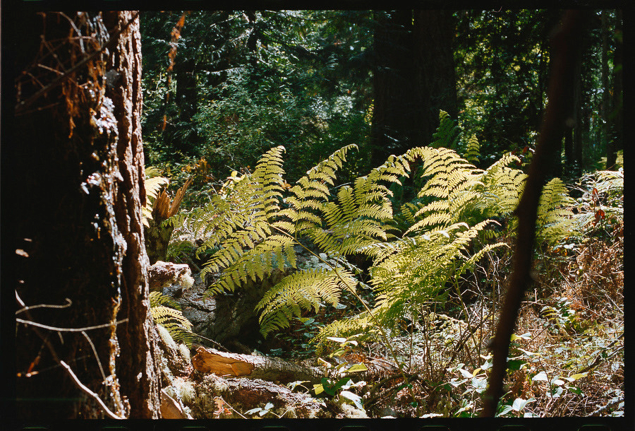 Auto-generated description: Sunlight filters through a dense forest, illuminating vibrant green ferns and surrounding vegetation.