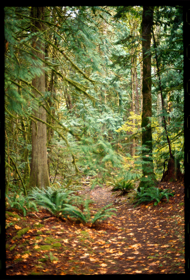 Auto-generated description: A forest path covered with fallen leaves winds through tall trees and lush green ferns.