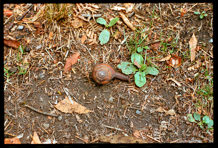 Auto-generated description: A small snail with a brown shell is crawling on soil surrounded by dry leaves, twigs, and green plants.