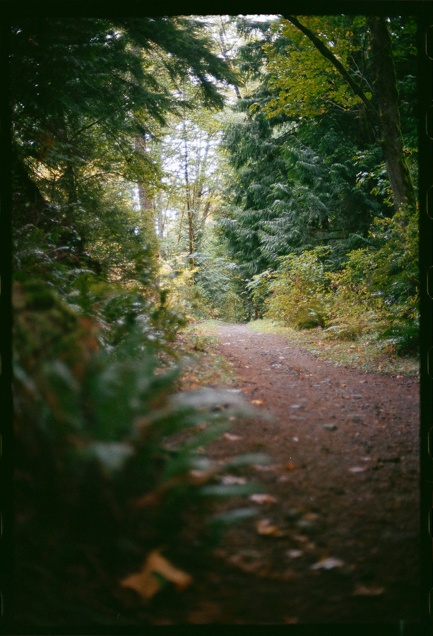 Auto-generated description: A serene dirt path winds through a lush forest with green trees and foliage on either side.