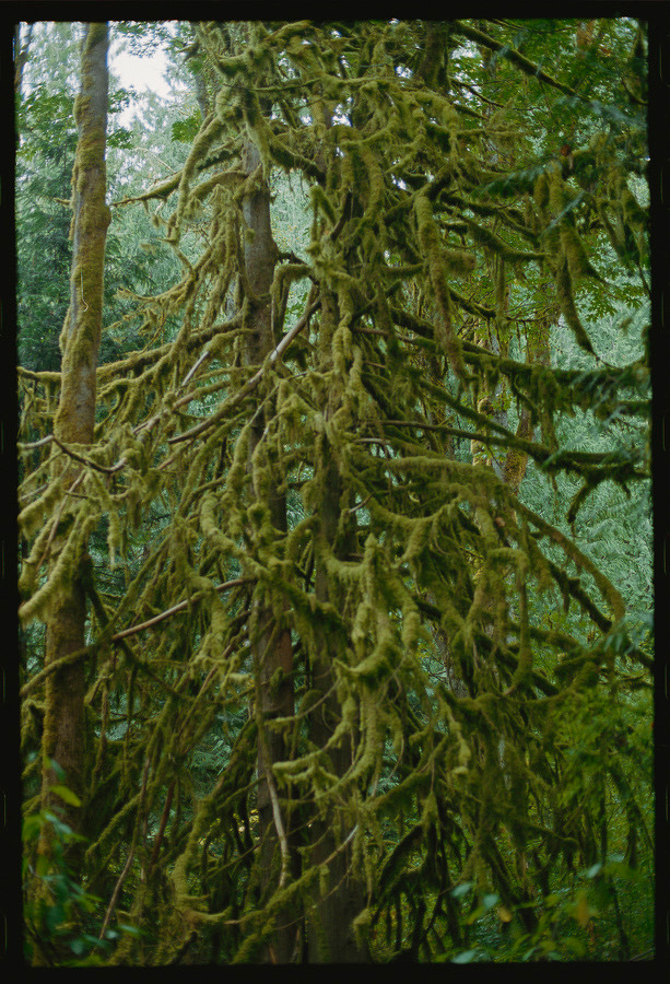 Auto-generated description: A tall tree covered in thick green moss stands amidst a dense forest with other trees in the background.